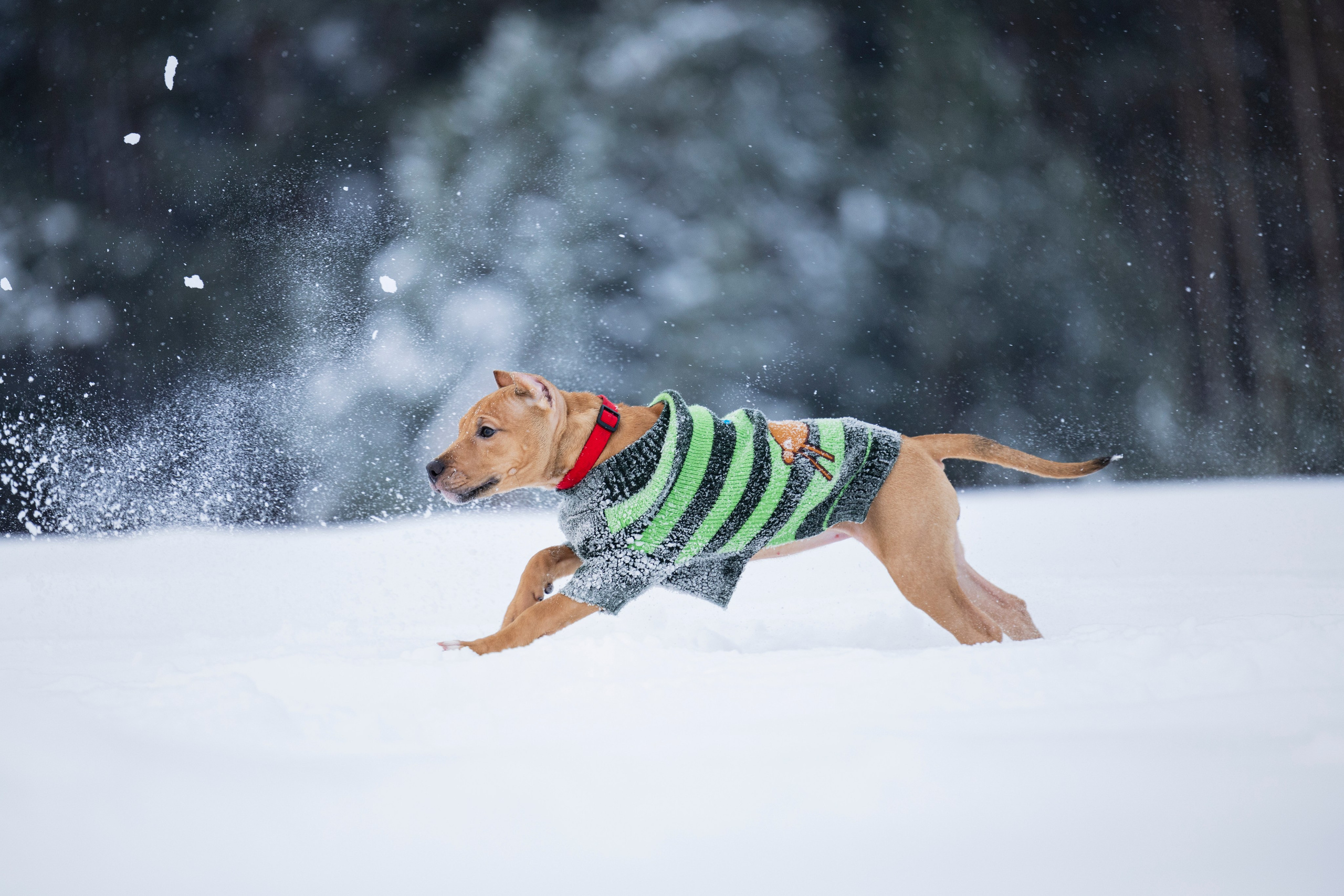 Миура. Фотограф-анималист Анна Маринич