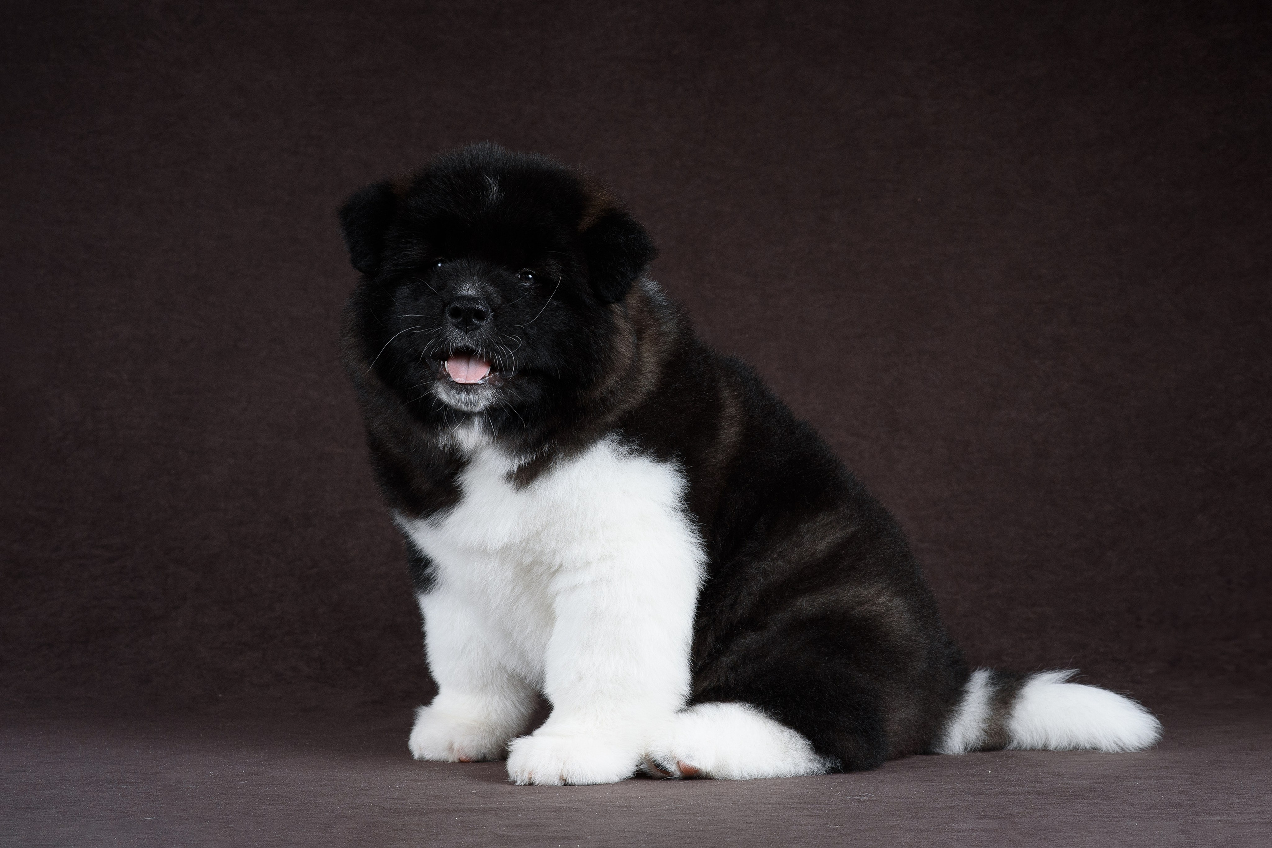 Щенки Американской Акиты (GRAND AMAK) Цезарь и Ника — 15.03.2024. Фотограф — Анималист | Анна Абрамова