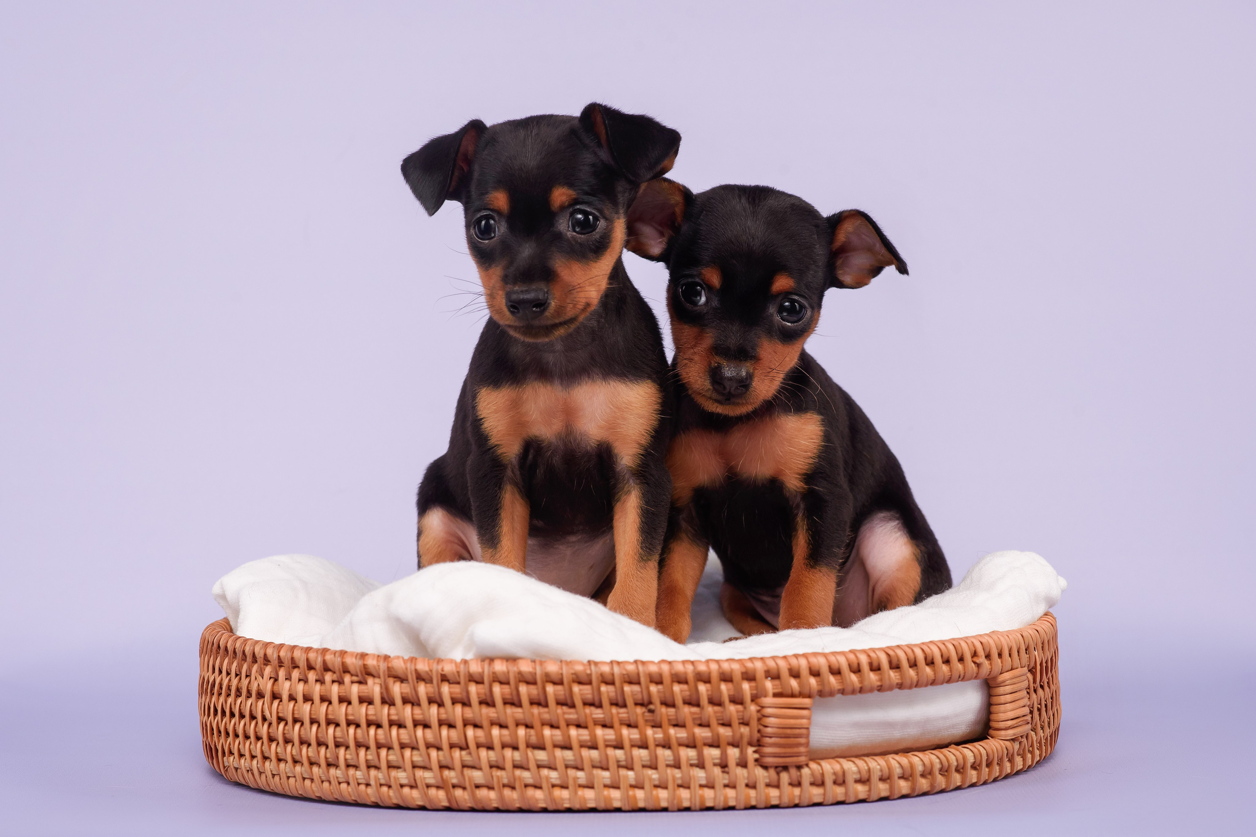 Малыши пражских крысариков — 30.07.2025. Фотограф — Анималист | Анна Абрамова