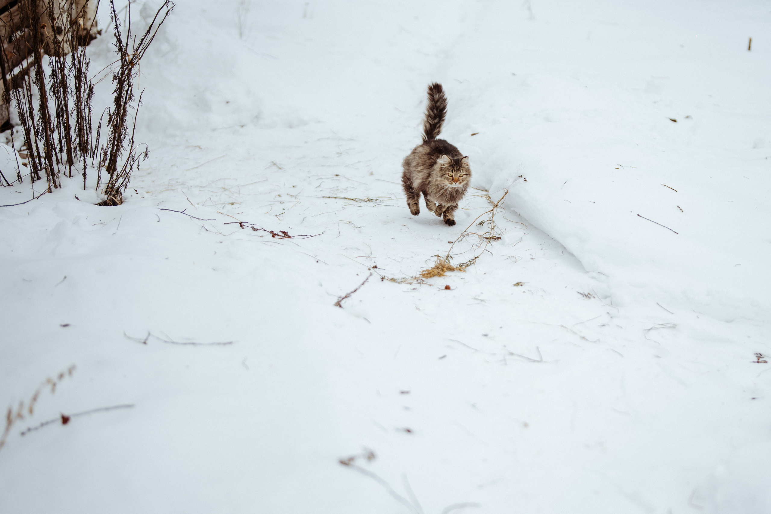 Сюжет № 1│Камланье