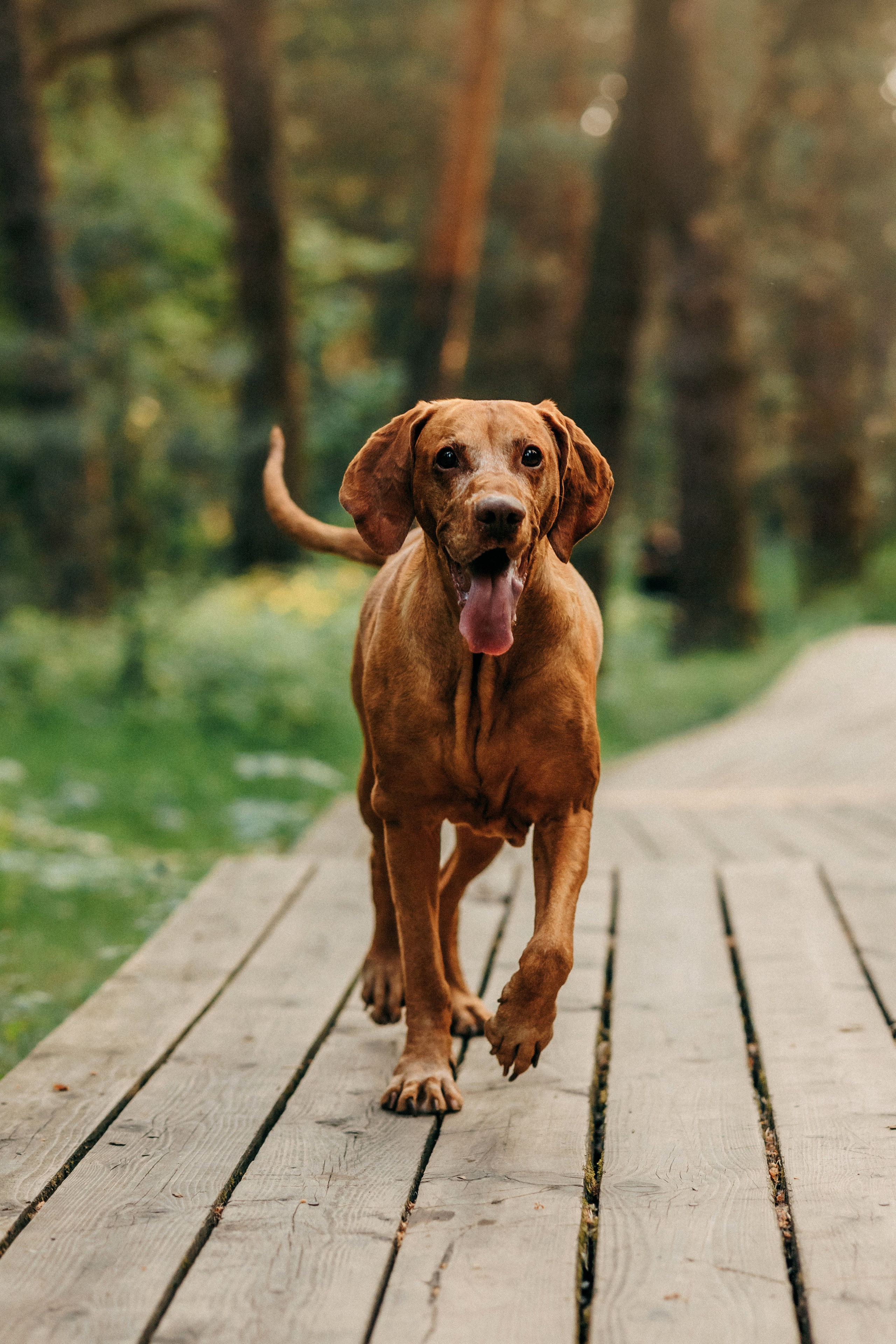 Марина, Глеб, Мая и Чили. Фотограф-анималист Елена Радченко, Москва