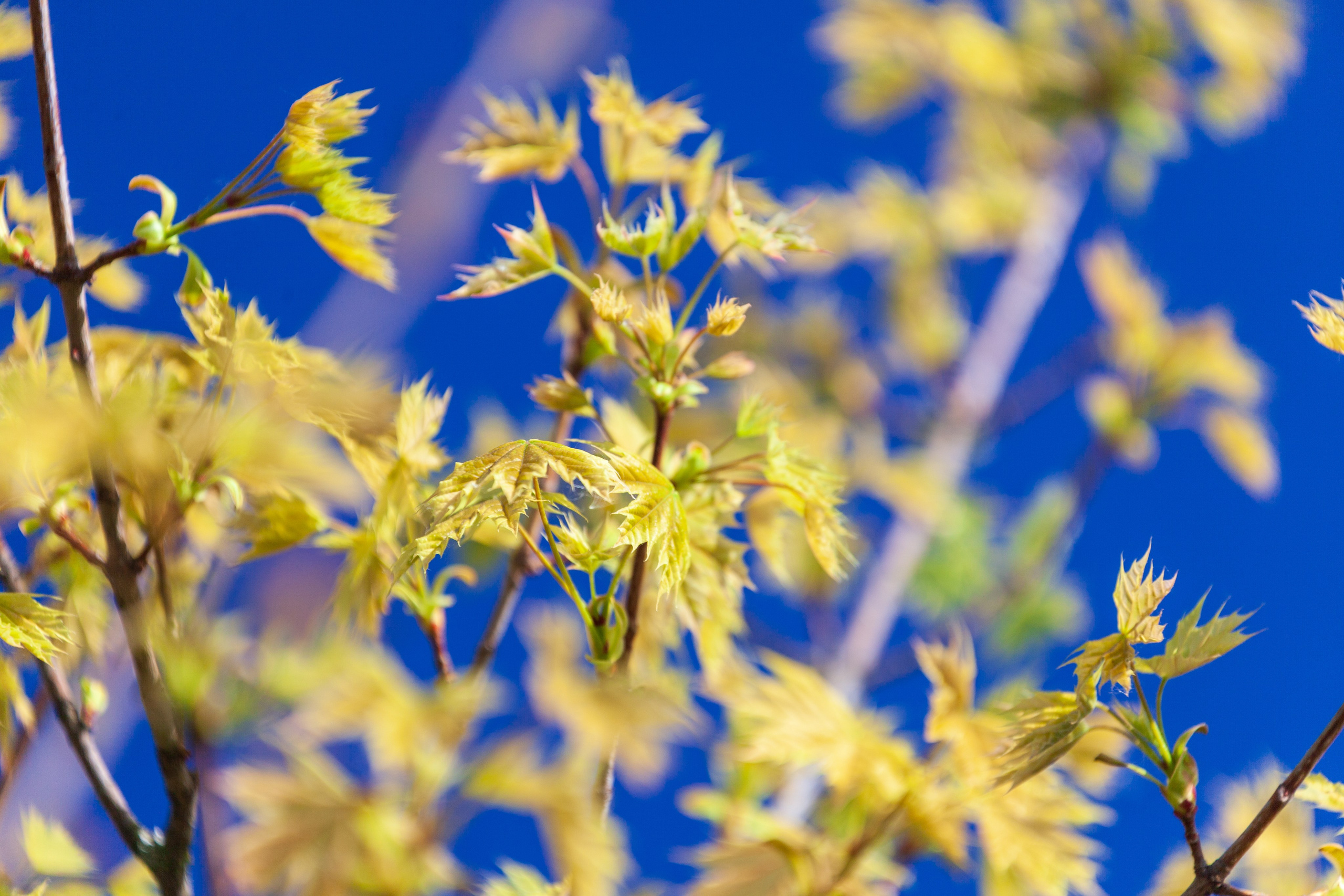 Тропинки детства. Фотохудожник Артём Парамонов