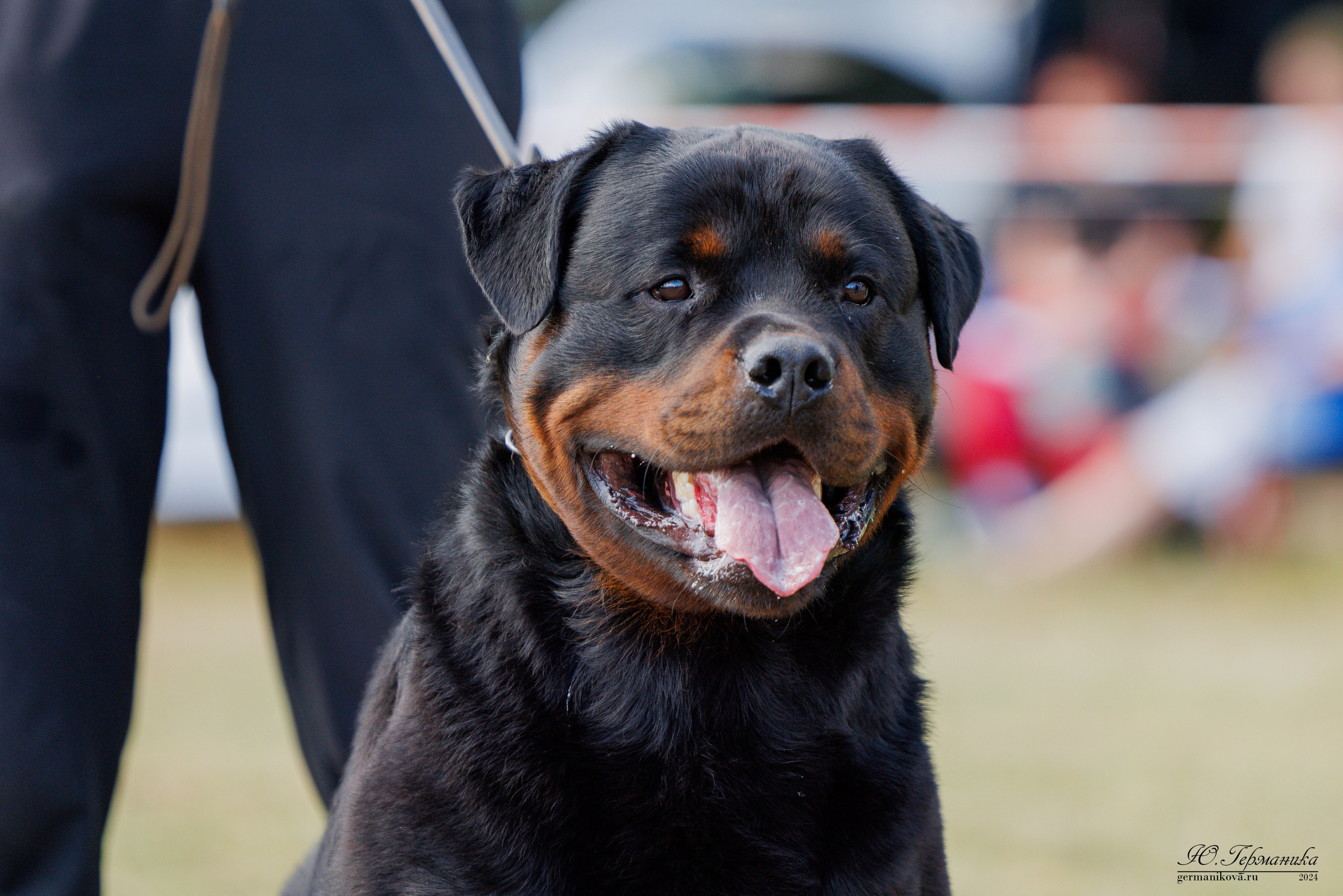 ПК и КЧК ротвейлеры Тверь 6-7.07.2024. Фотограф-анималист Юлия Германика
