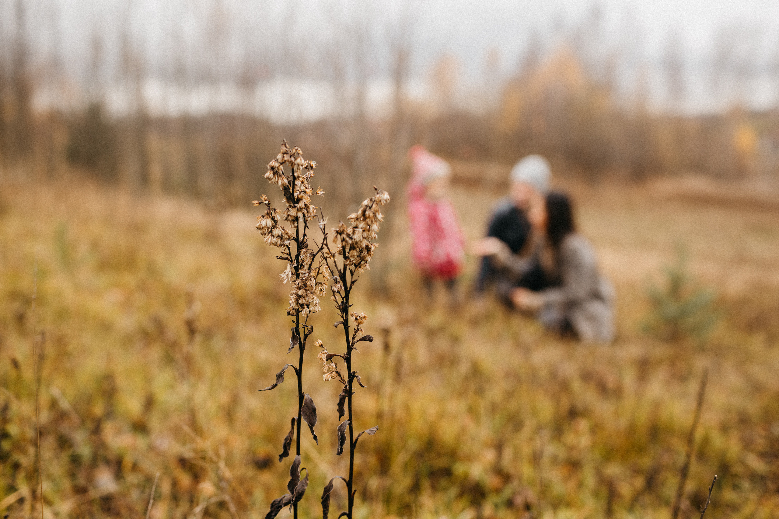 Прогулка в полях. Свадебный и семейный фотограф Спб Бошман Ирина
