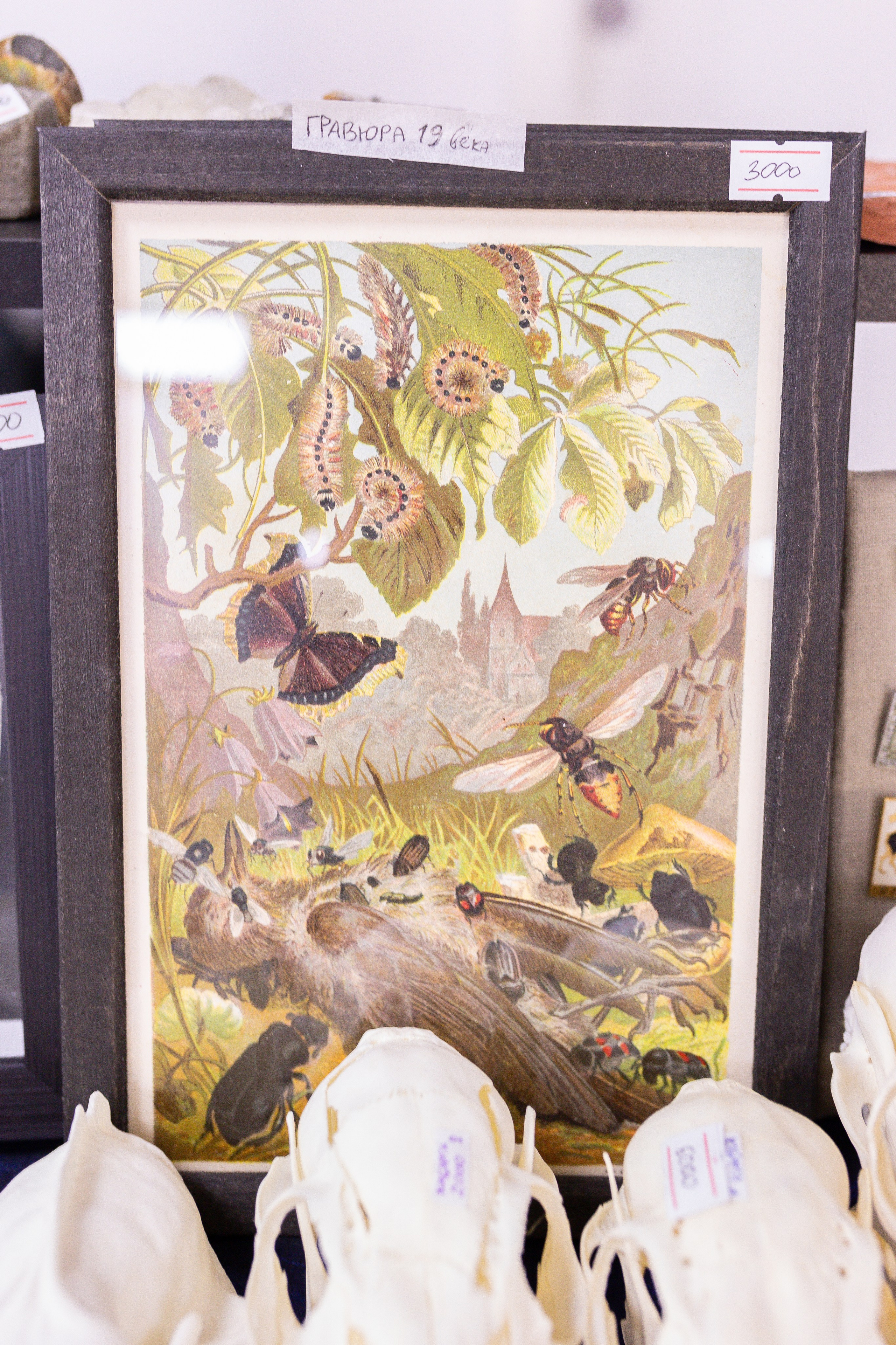 Орхидиум 12.2025. Александра Куликова фотограф, Москва