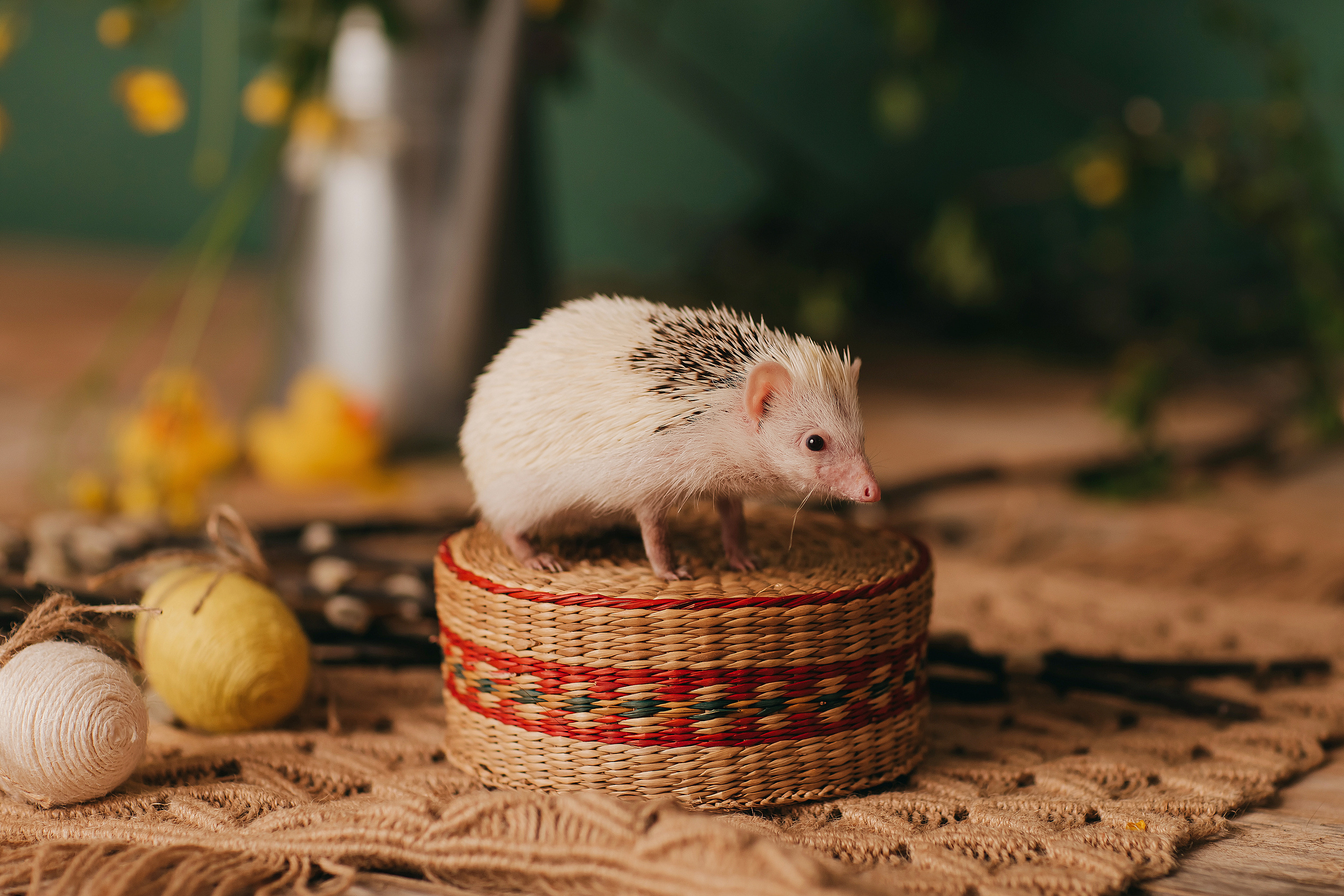 Утята, ежата, крольчата, цыплята. Фотограф новорожденных и семей Туапсе Краснодарский край Анна Альтман