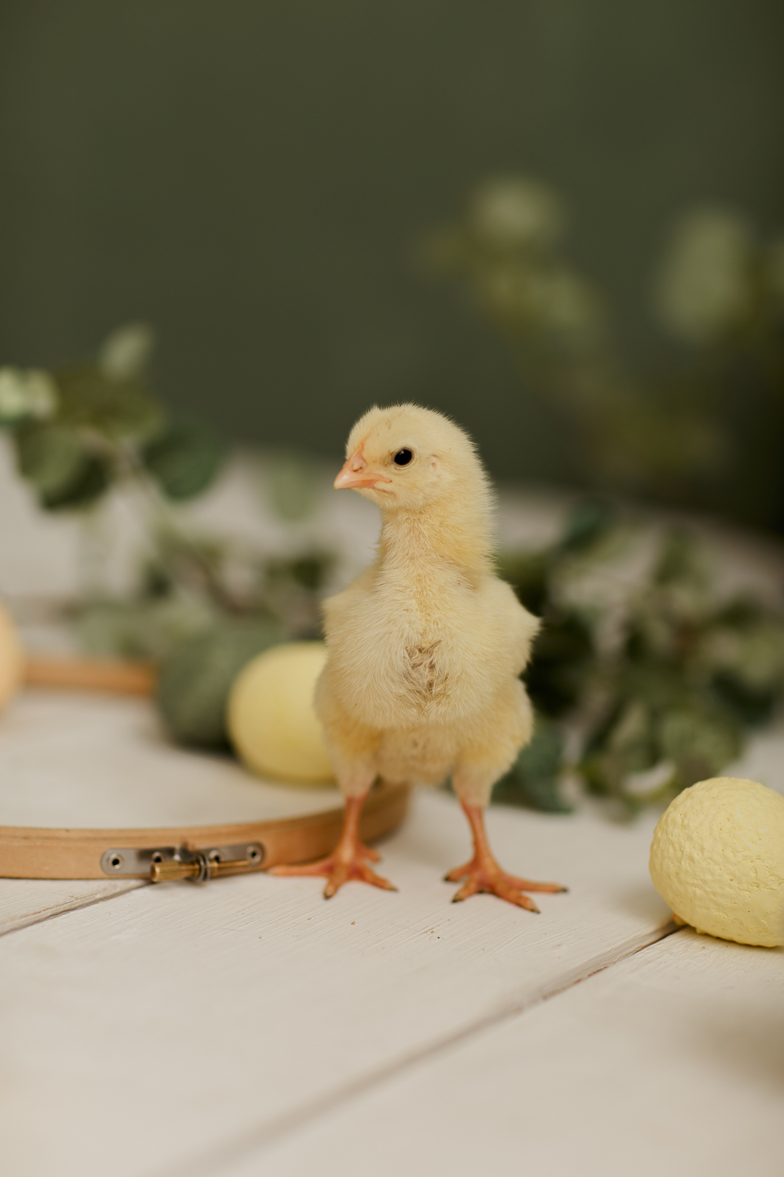 Утята, ежата, крольчата, цыплята. Фотограф новорожденных и семей Туапсе Краснодарский край Анна Альтман