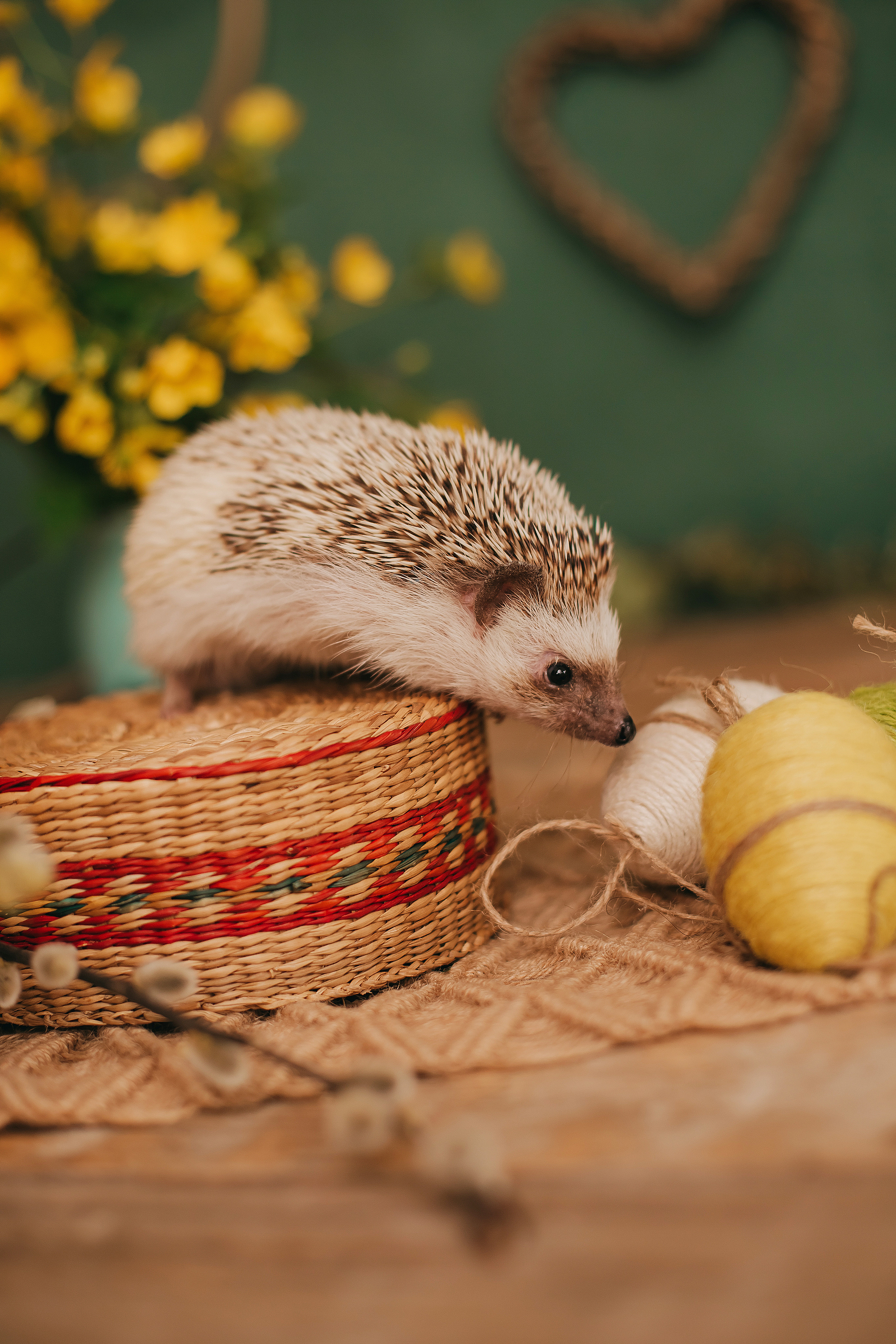 Утята, ежата, крольчата, цыплята. Фотограф новорожденных и семей Туапсе Краснодарский край Анна Альтман