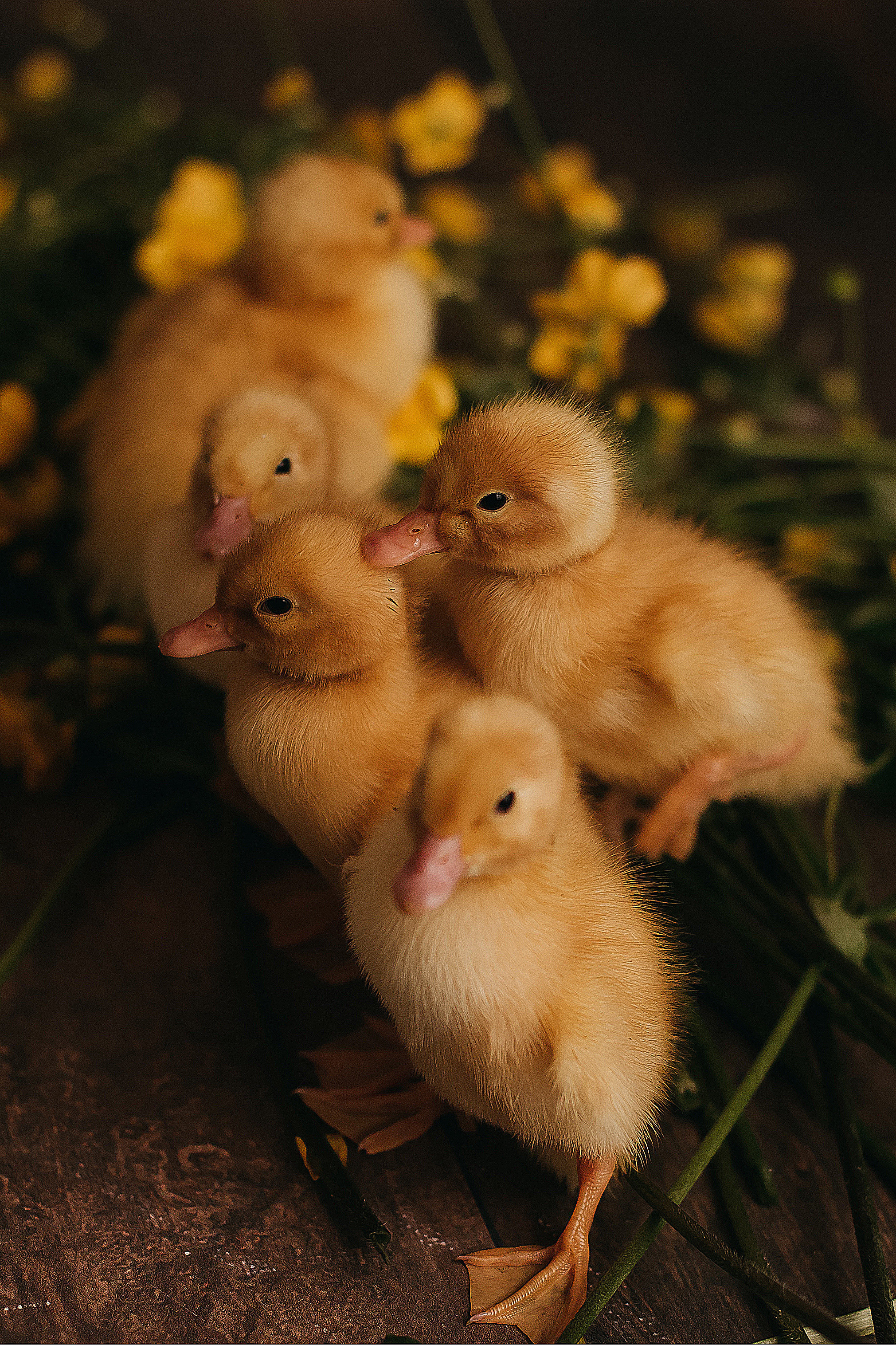 Утята, ежата, крольчата, цыплята. Фотограф новорожденных и семей Туапсе Краснодарский край Анна Альтман