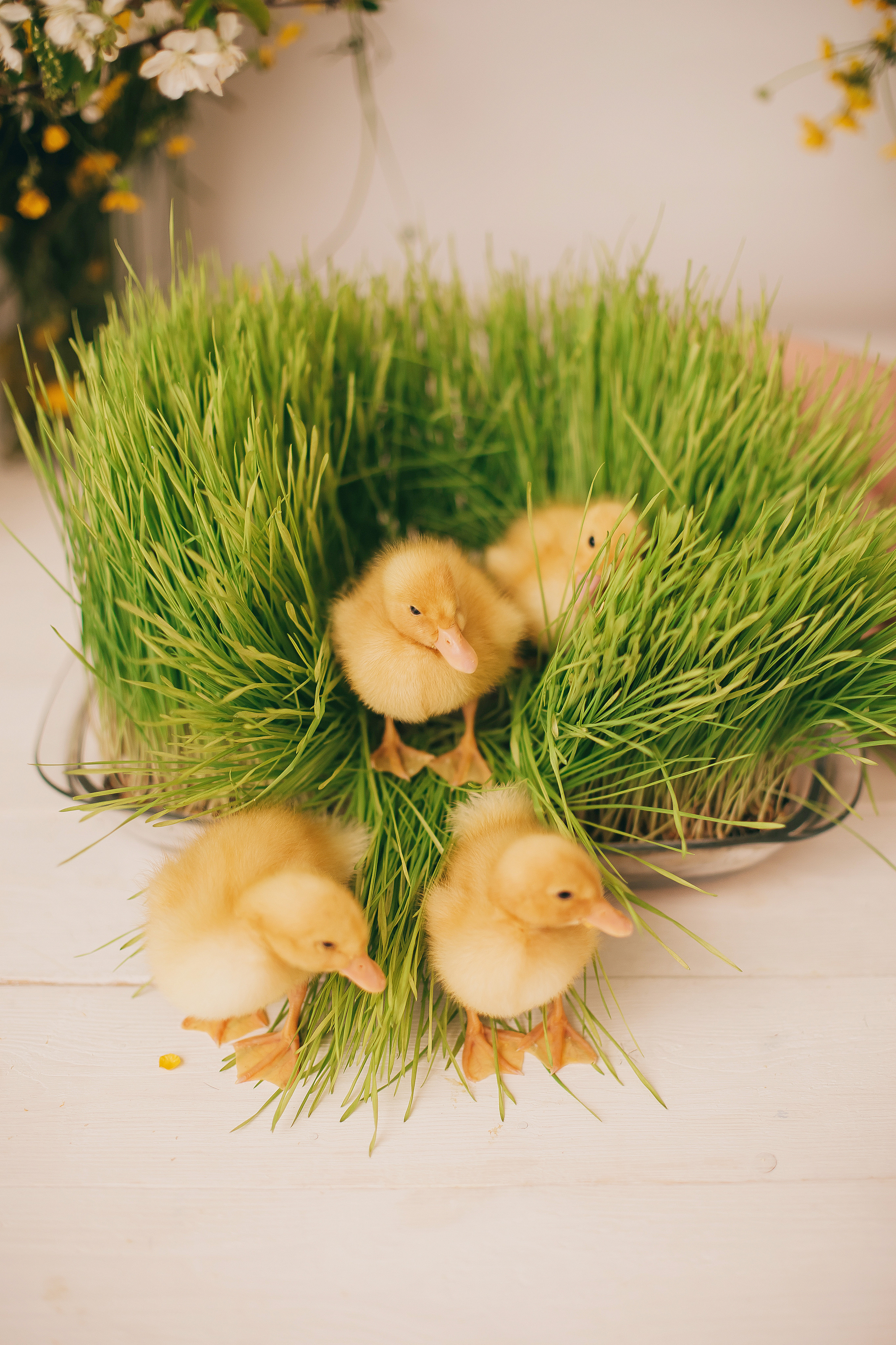 Утята, ежата, крольчата, цыплята. Фотограф новорожденных и семей Туапсе Краснодарский край Анна Альтман