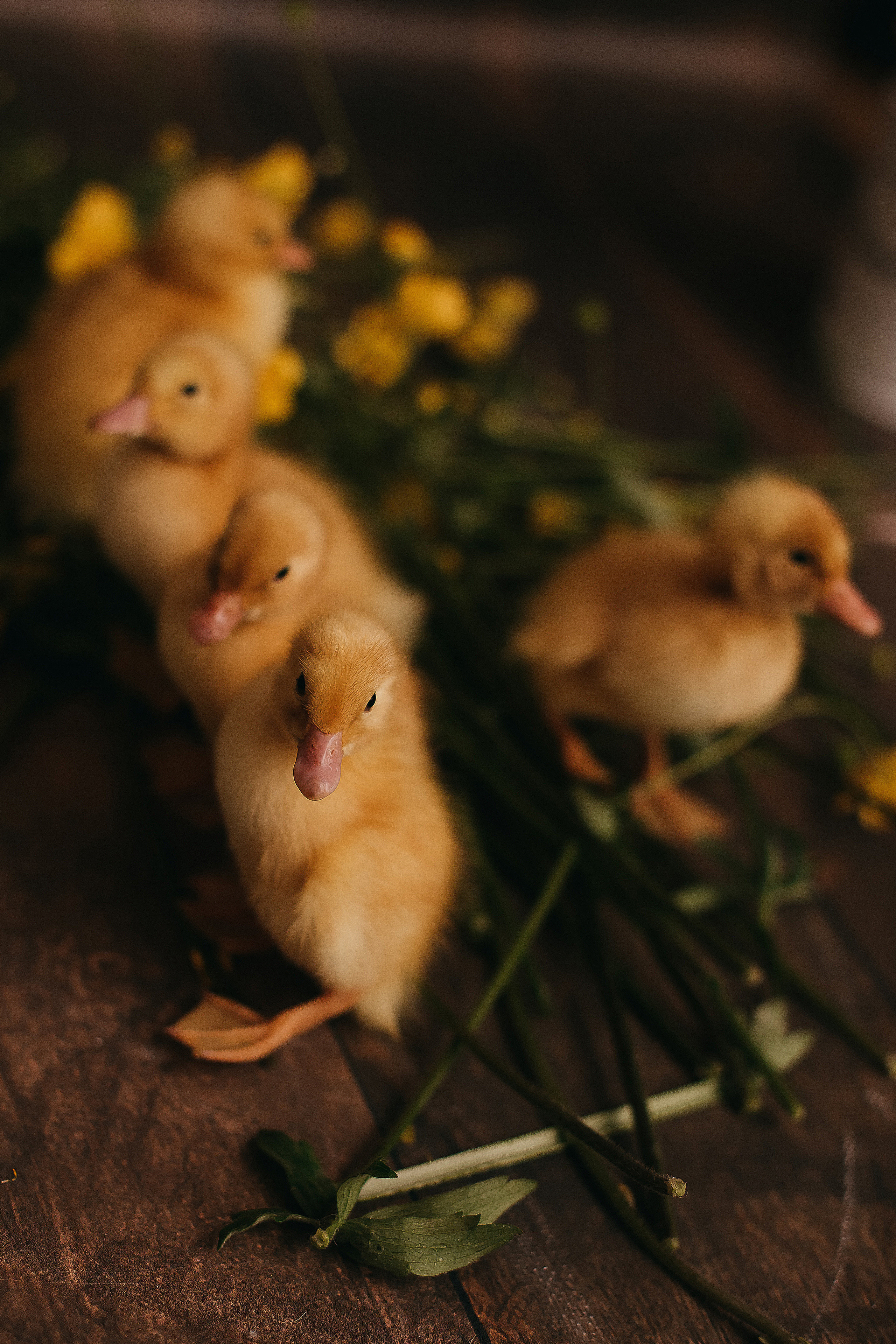 Утята, ежата, крольчата, цыплята. Фотограф новорожденных и семей Туапсе Краснодарский край Анна Альтман