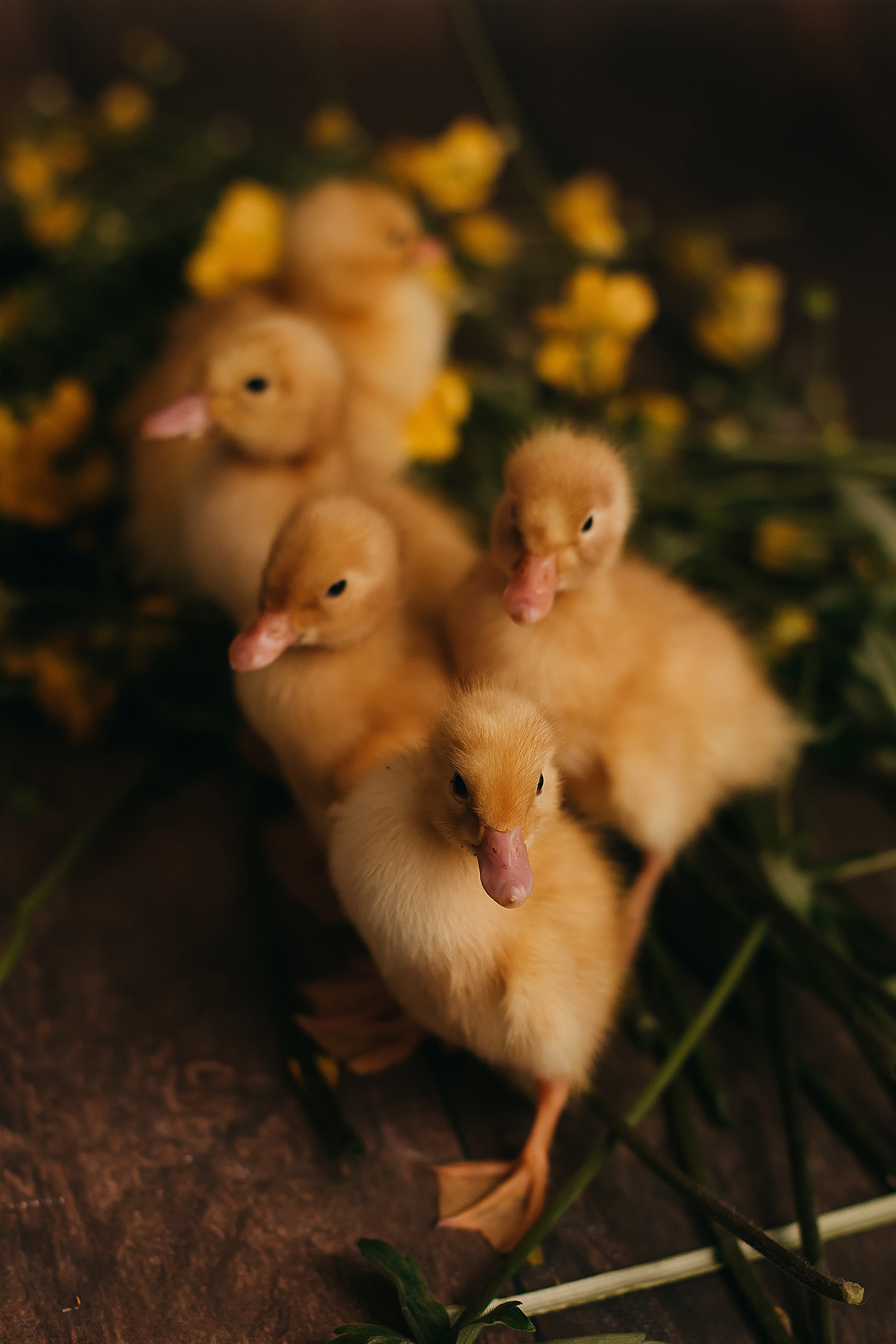 Утята, ежата, крольчата, цыплята. Фотограф новорожденных и семей Туапсе Краснодарский край Анна Альтман