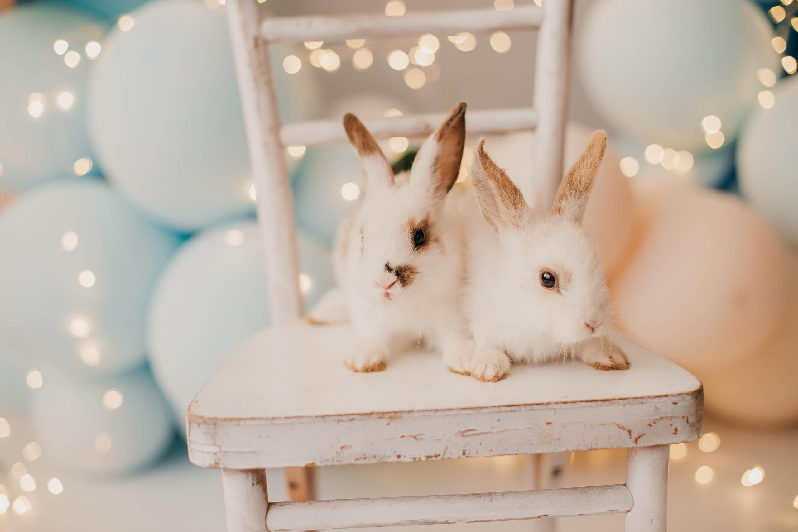 Утята, ежата, крольчата, цыплята. Фотограф новорожденных и семей Туапсе Краснодарский край Анна Альтман