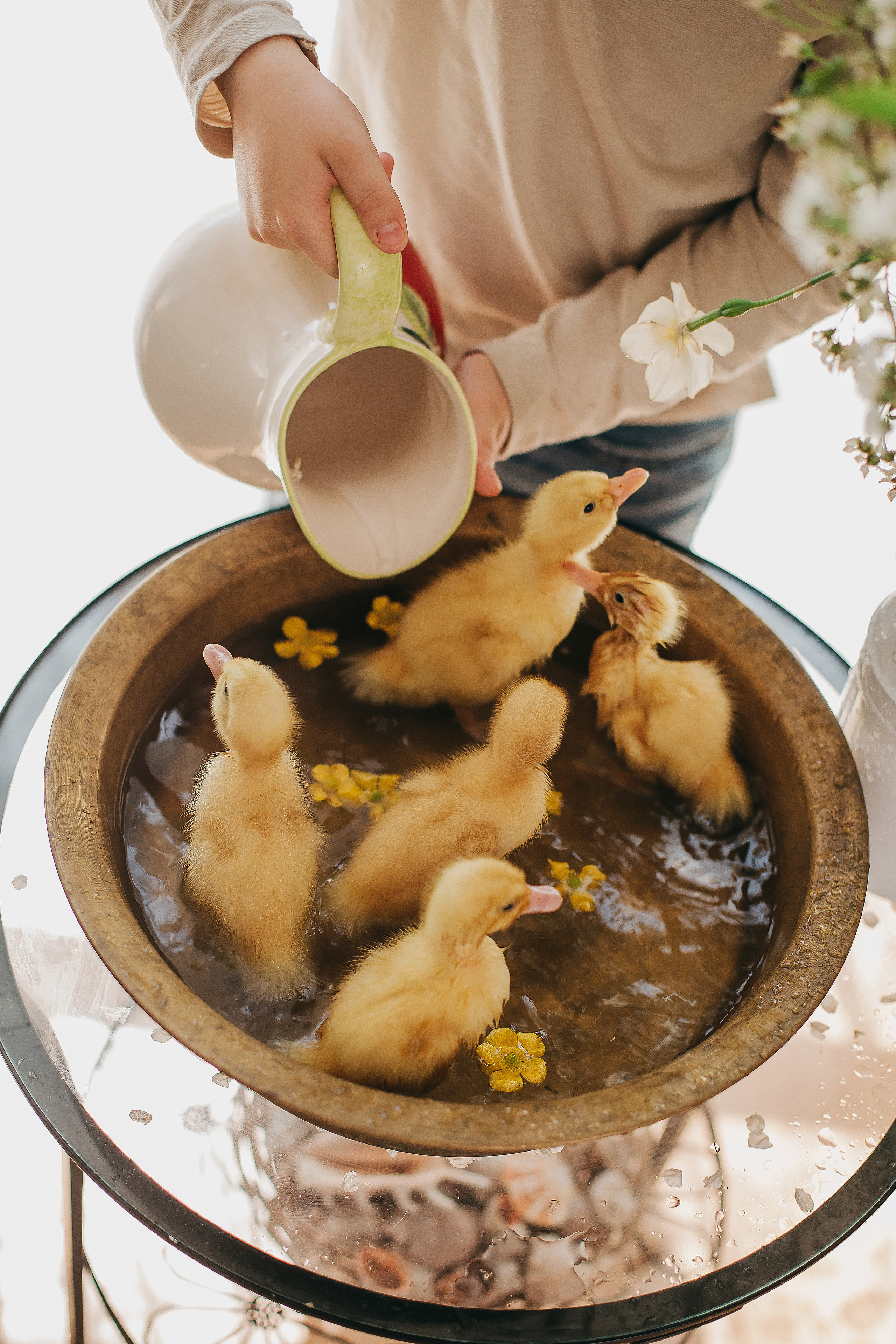 Утята, ежата, крольчата, цыплята. Фотограф новорожденных и семей Туапсе Краснодарский край Анна Альтман