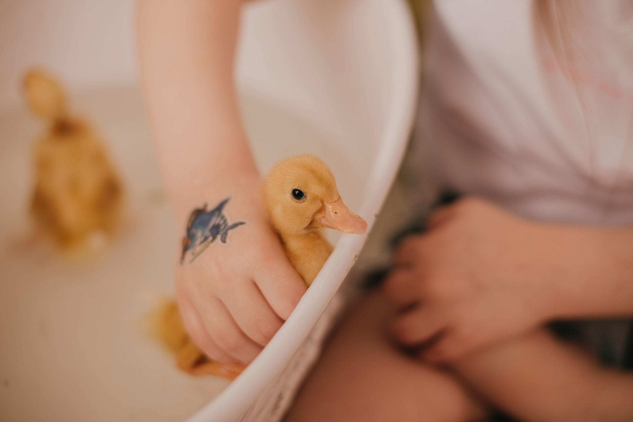 Утята, ежата, крольчата, цыплята. Фотограф новорожденных и семей Туапсе Краснодарский край Анна Альтман