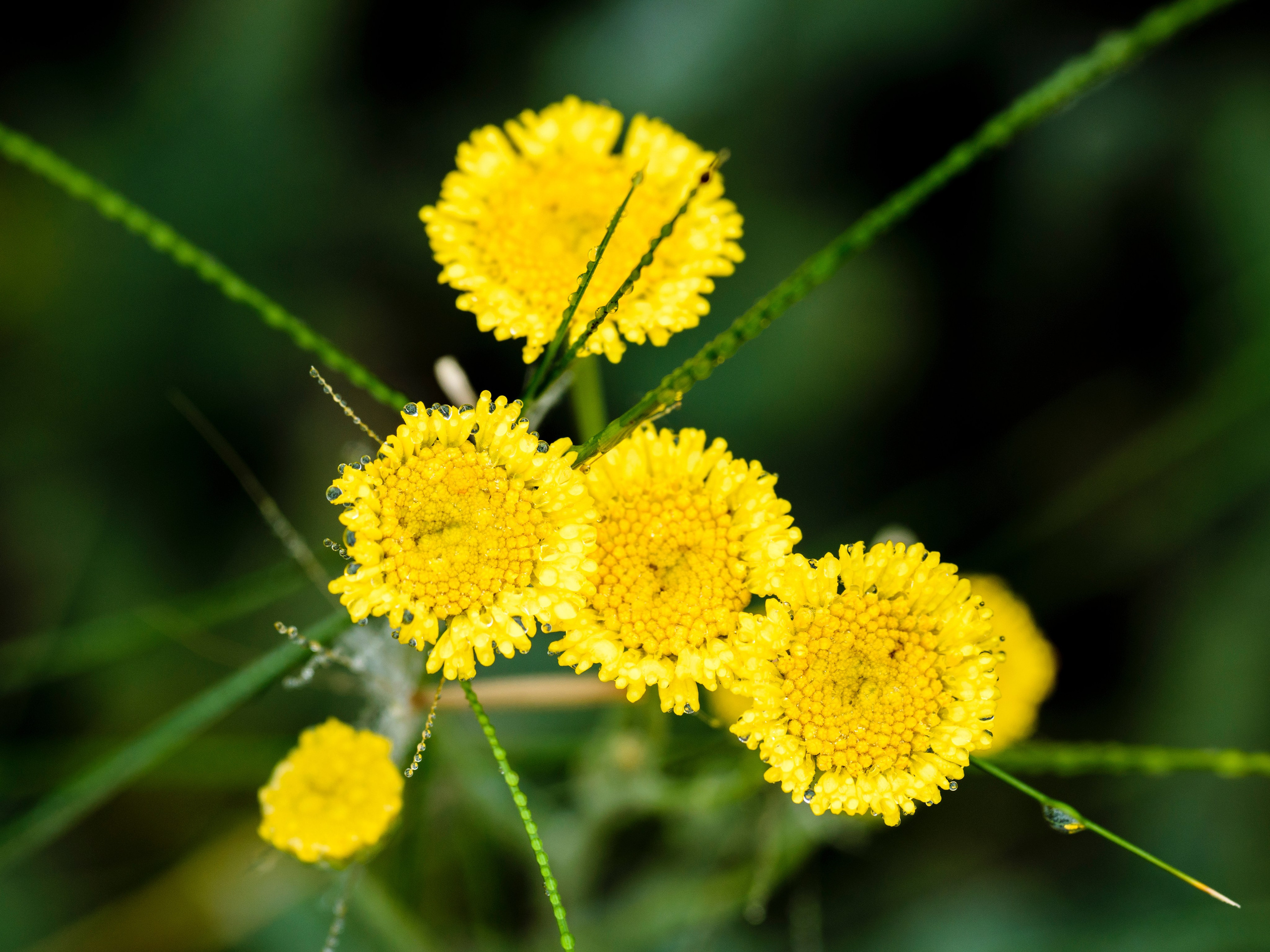 Цветы. Фотограф Вадим Хмурковский