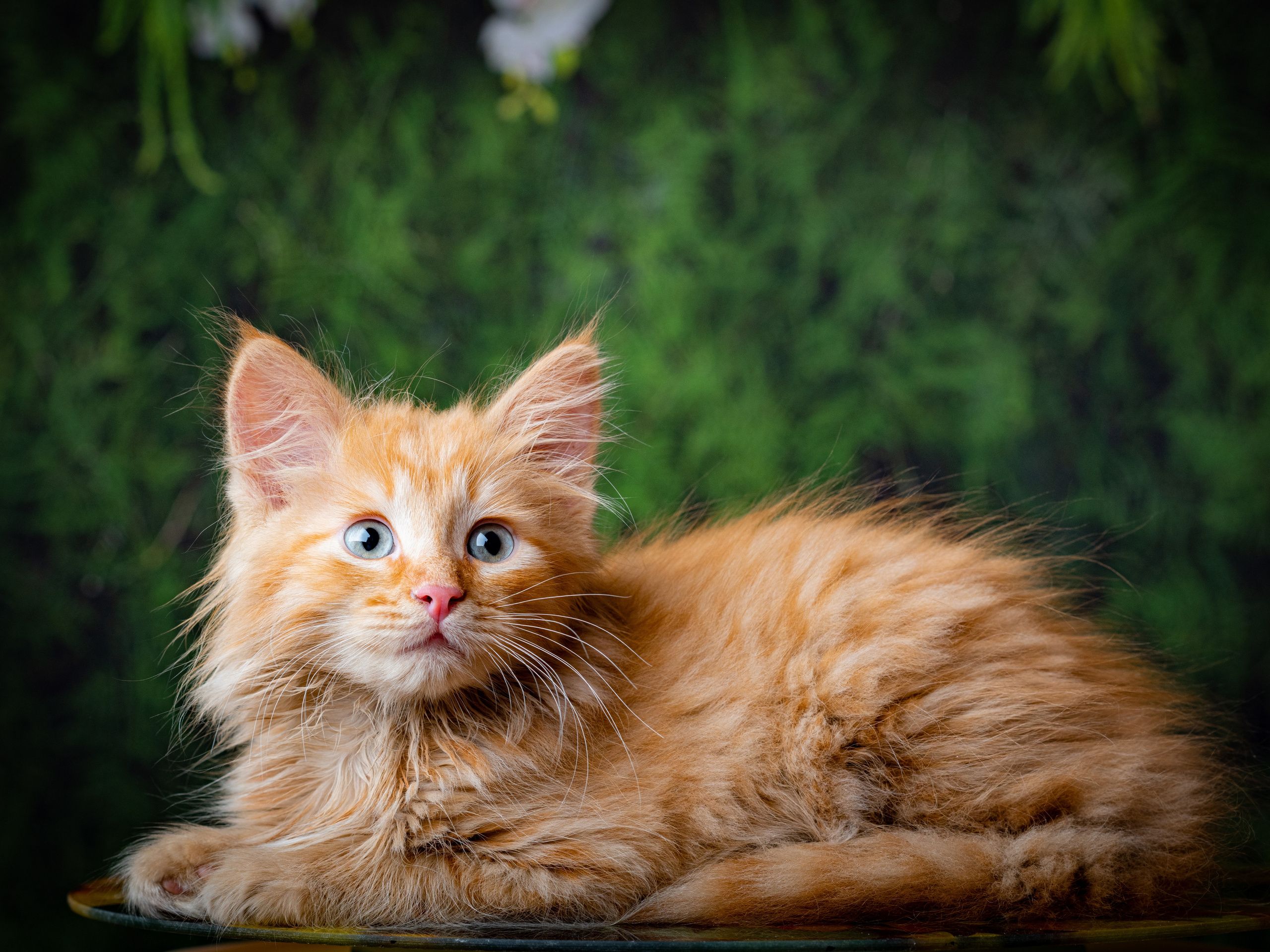 Котенок рыжий лежит