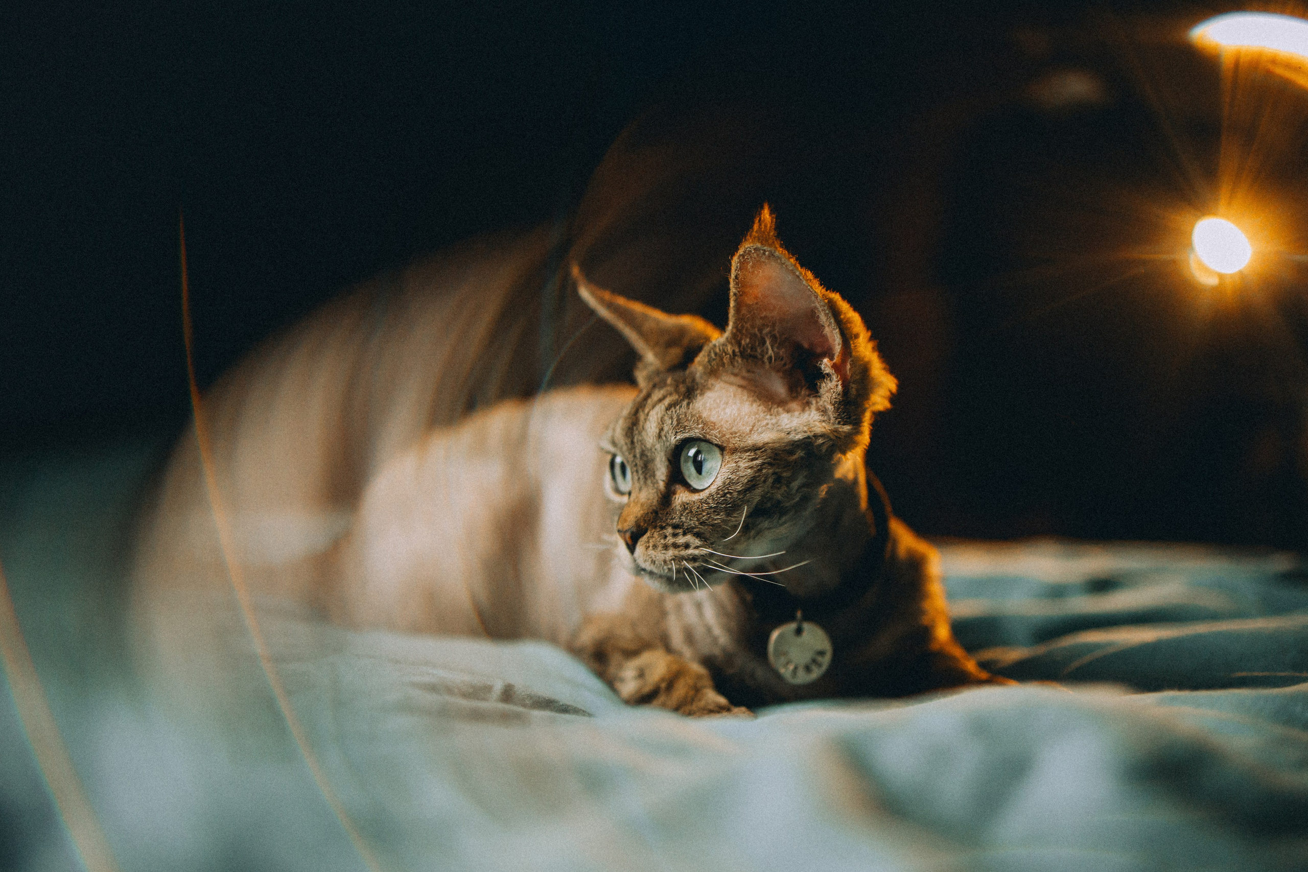 Гречка, Ковш и их семья