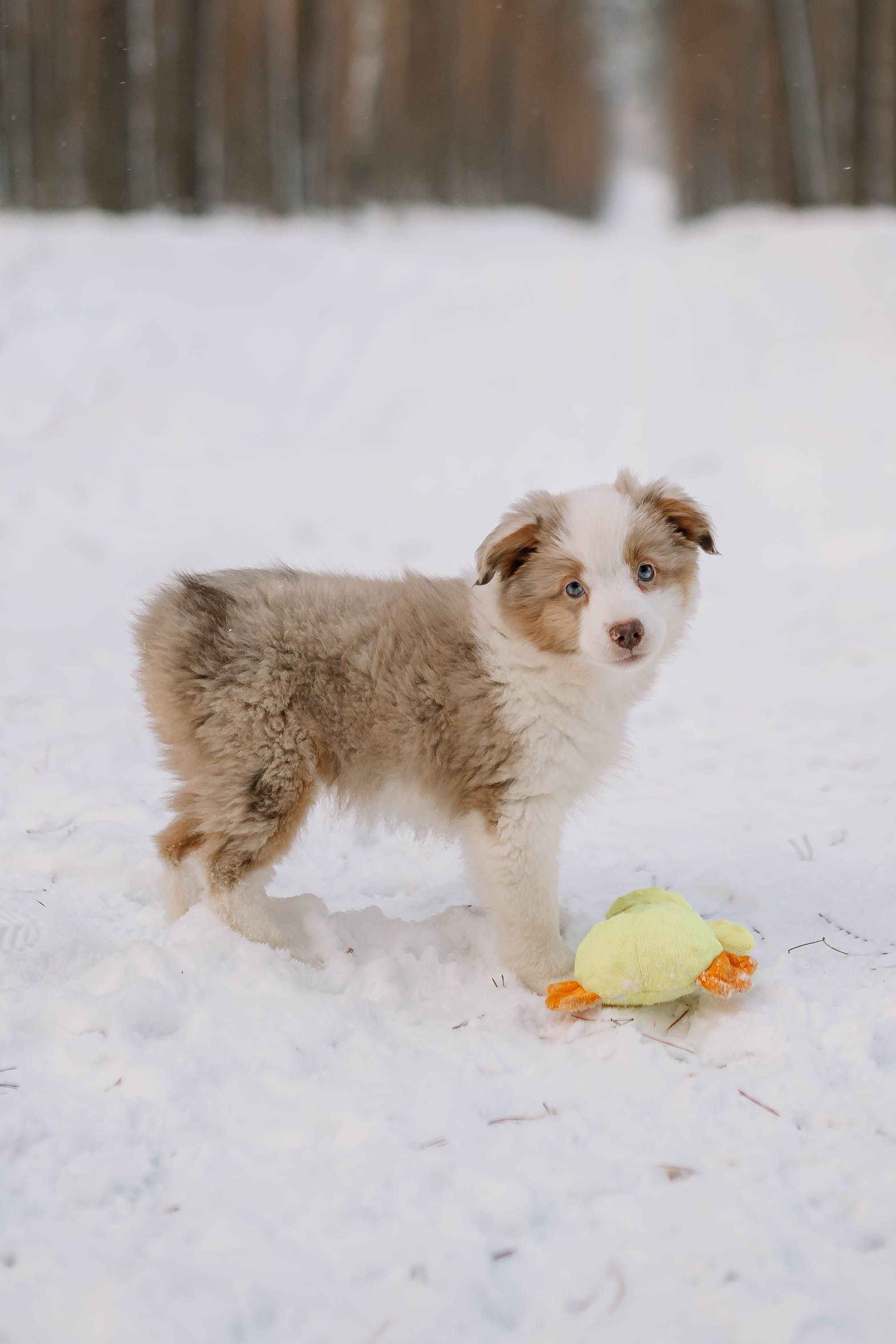 Щенки Миниатюрной американской овчарки. Прогулка в лесу. Фотограф Александра Кузнецова