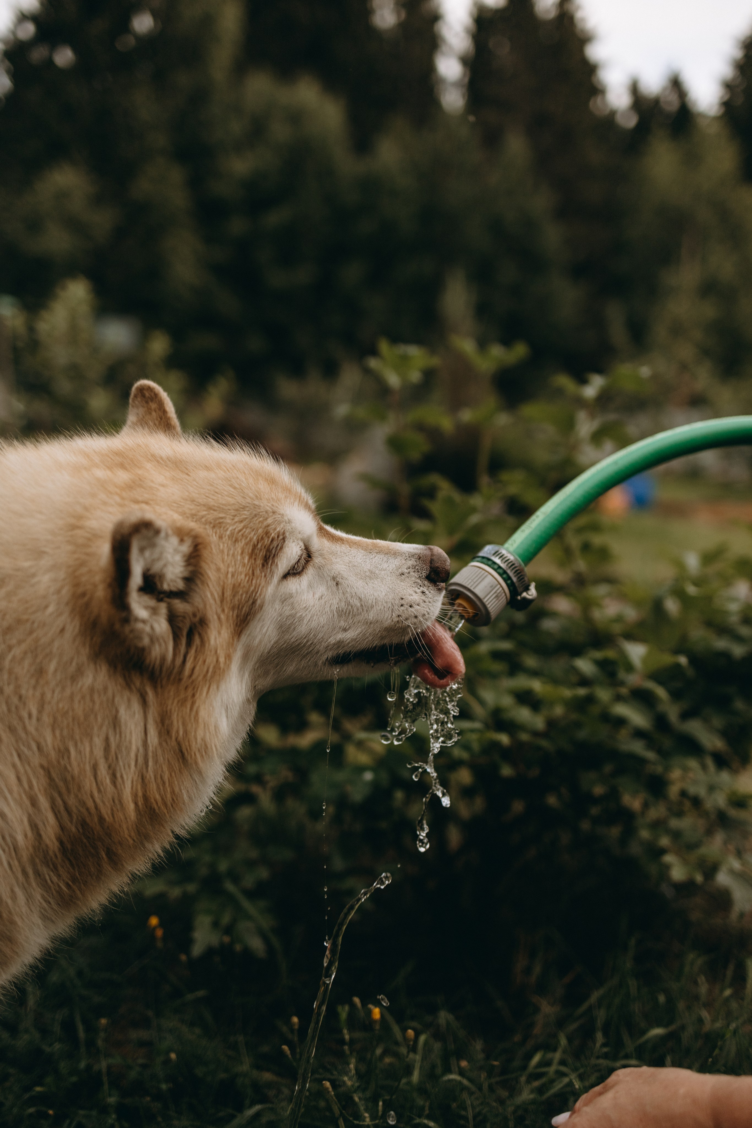 Дом у реки. Фотограф — Анималист | Санкт-Петербург