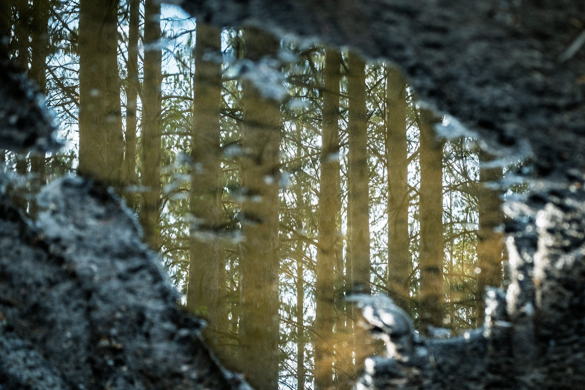 Природа. Фотограф в городе Каменск-Уральский — Метелёв Андрей