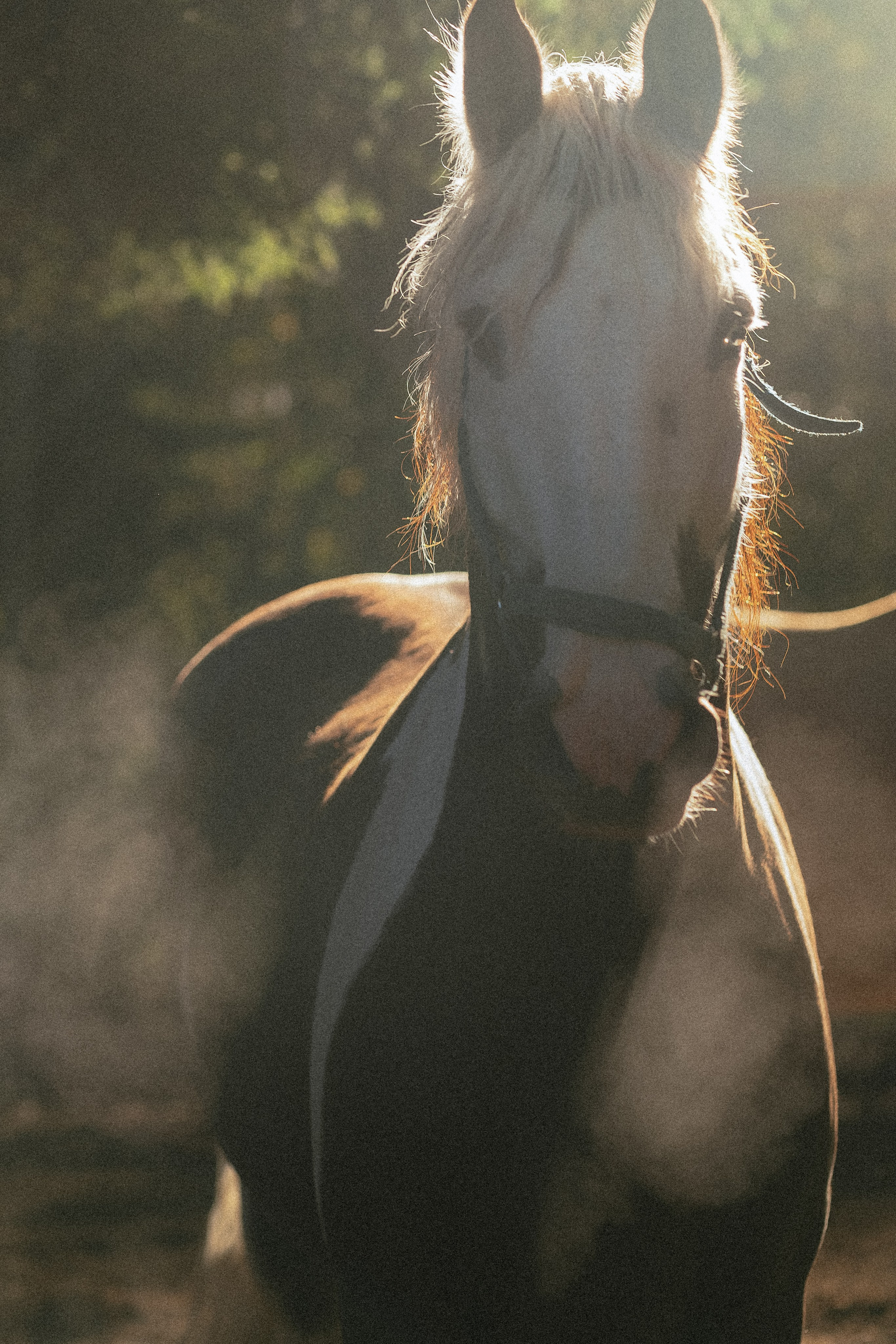 Фотосессия с лошадью