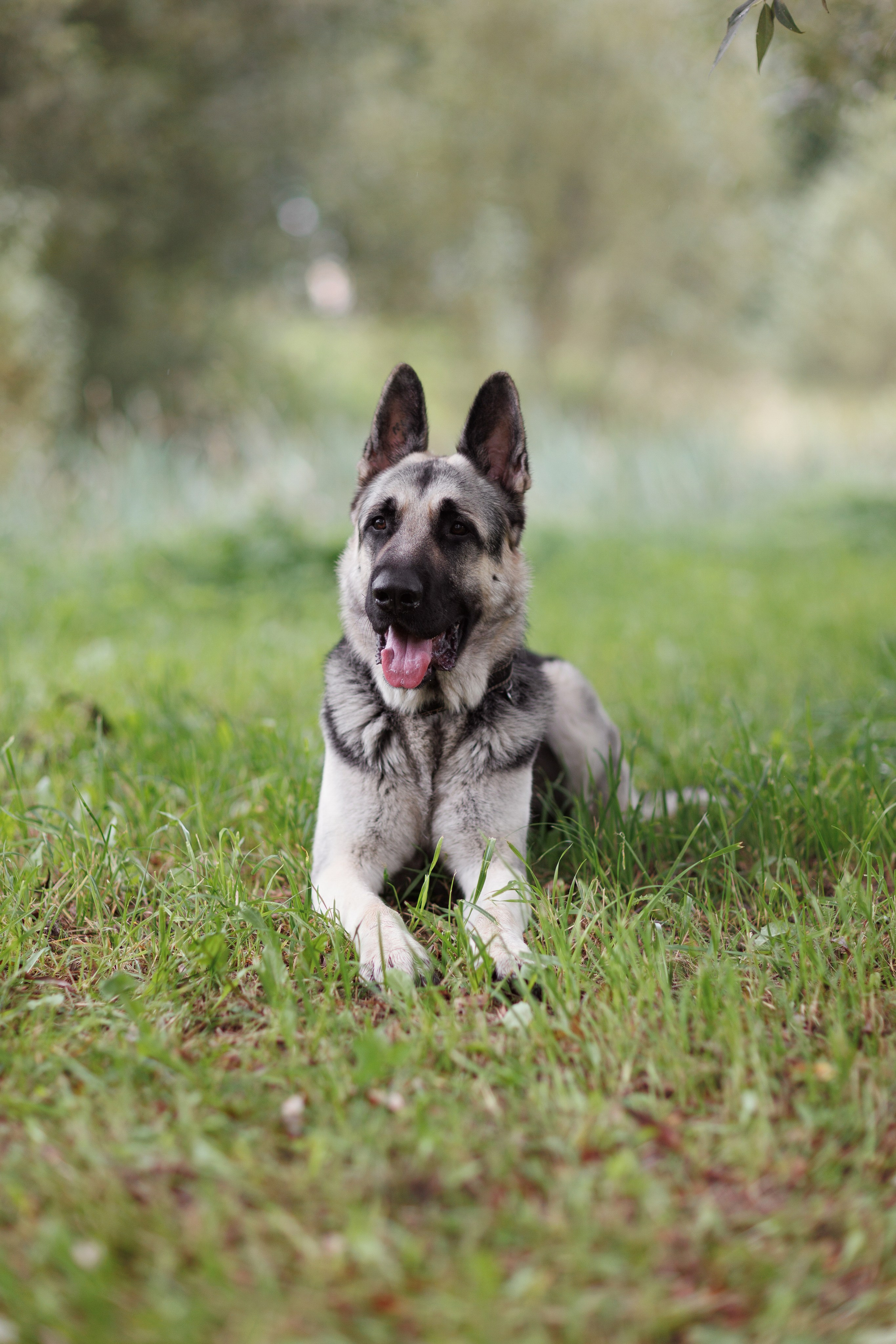 Оксана И Норд. Фотограф — Анималист Наталья Тямушева