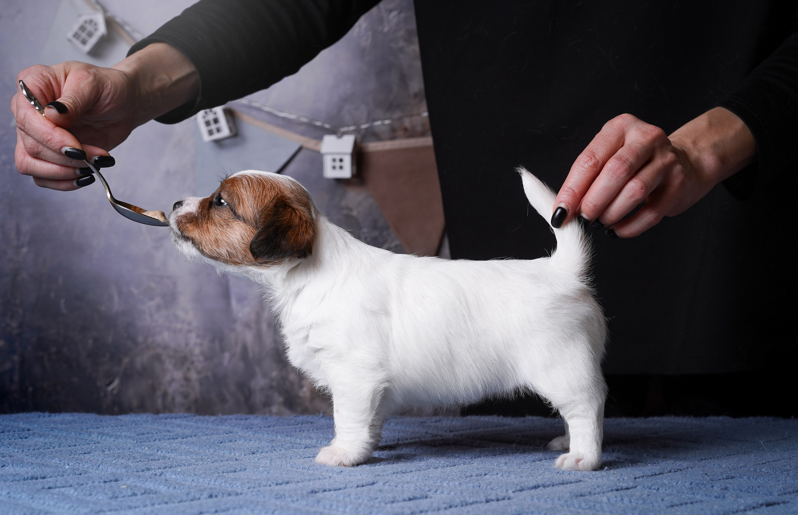 Щенули джек-рассела. Фотограф-анималист в Санкт-Петербурге Яна Мартынова