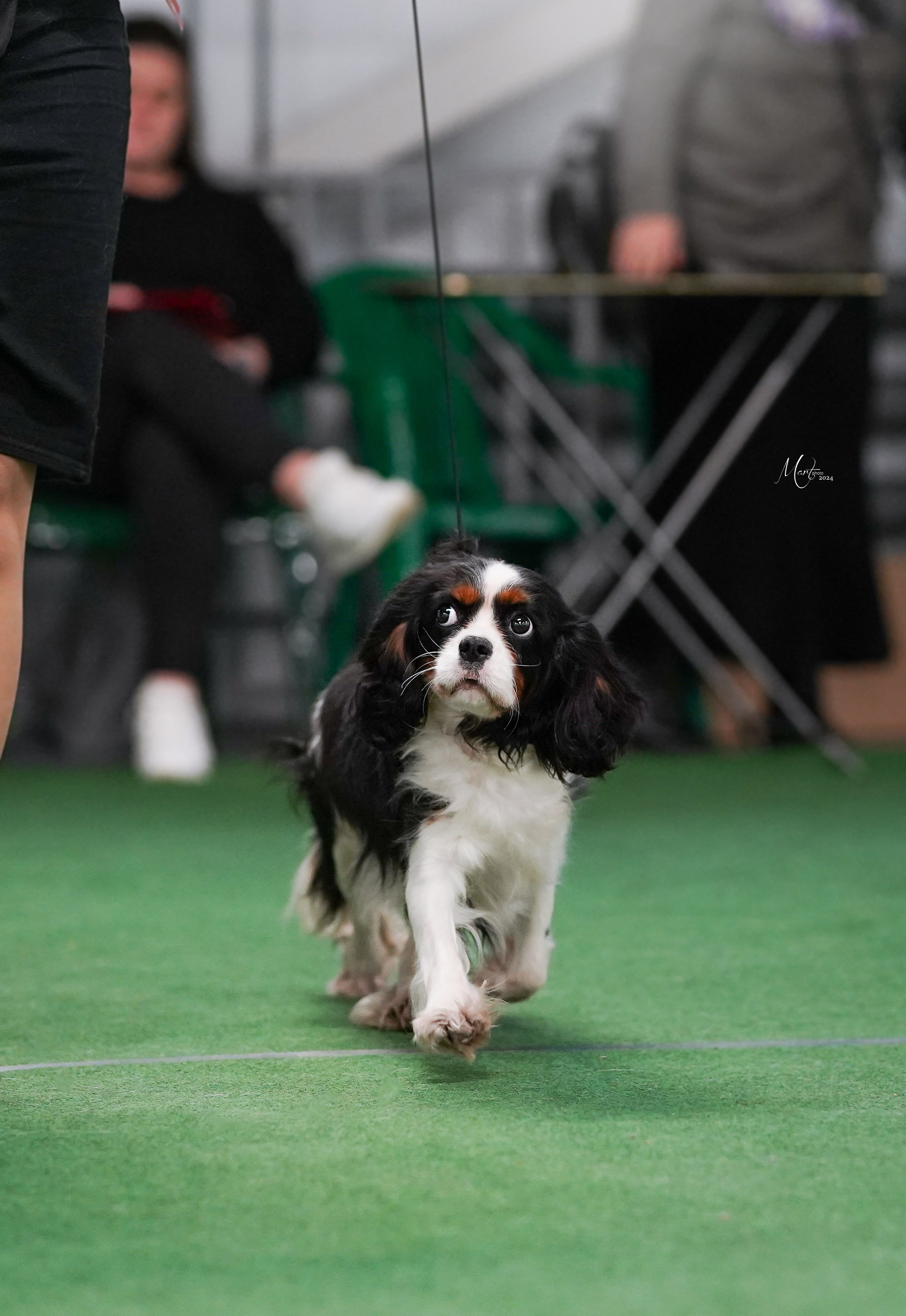 Выставки 2024. Фотограф-анималист в Санкт-Петербурге Яна Мартынова