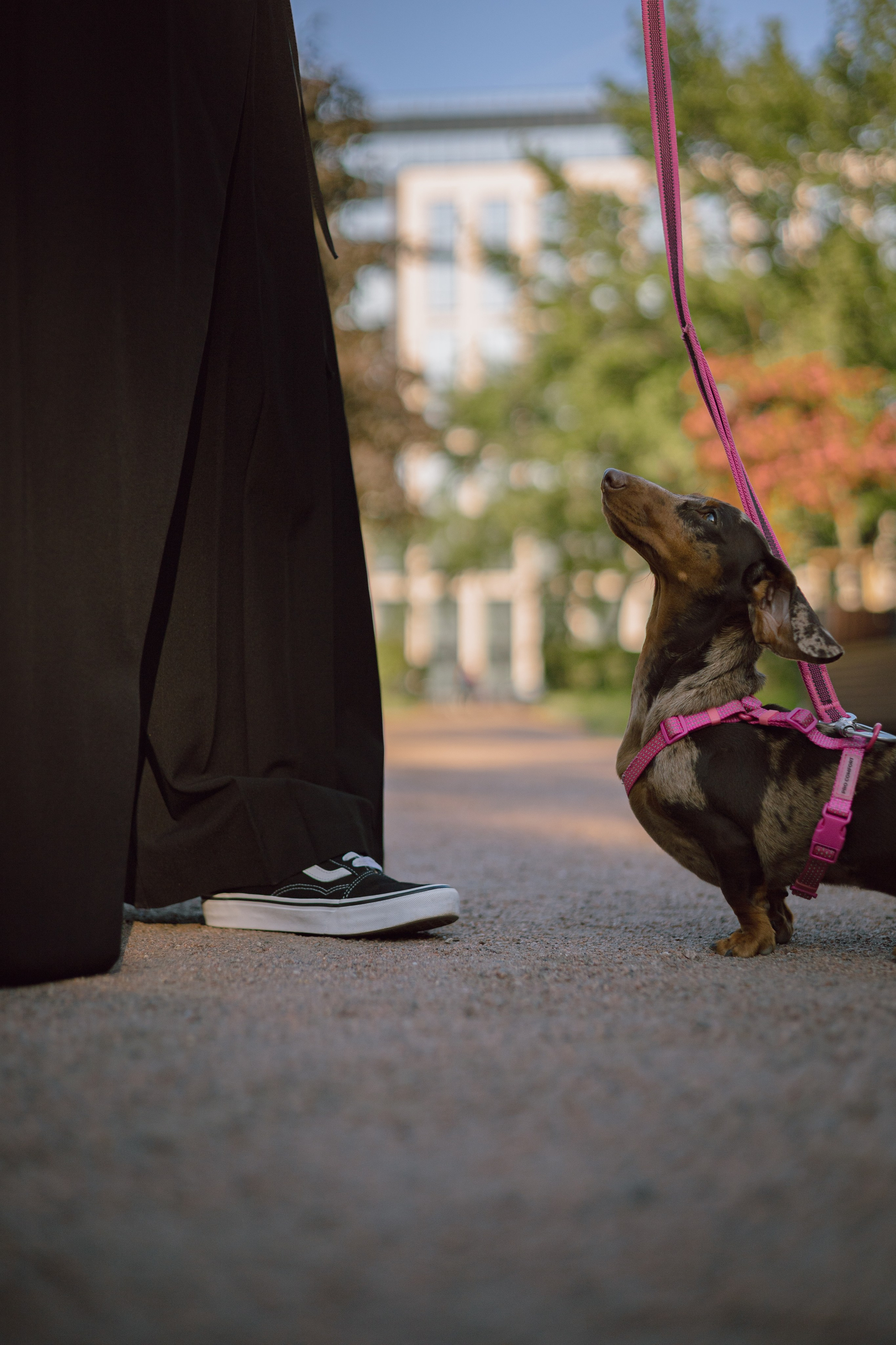Каринэ и Келли. Фотограф — анималист •love-story•|Санкт-Петербург