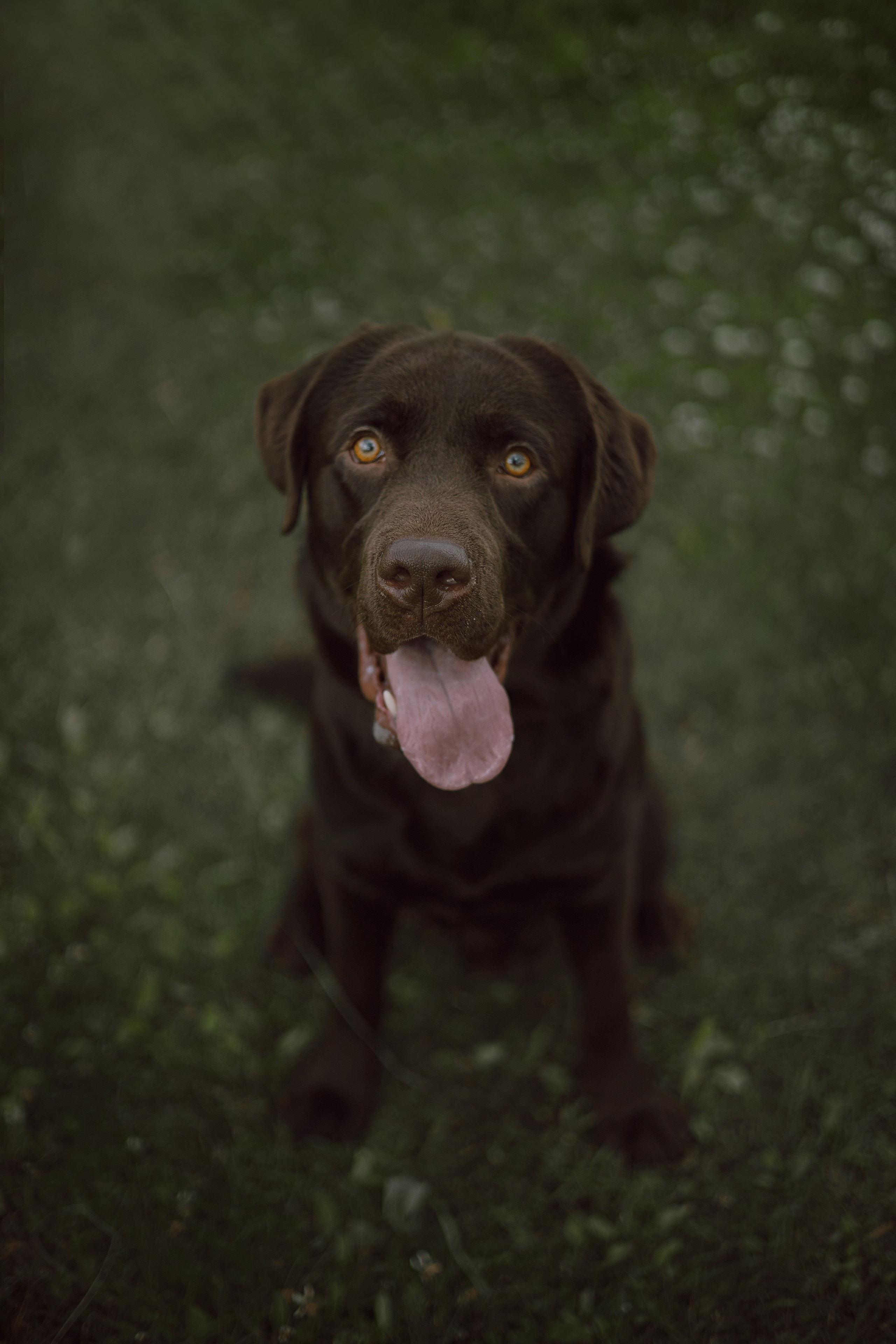 Оля и шоколадный Тимофей. Фотограф — анималист •love-story•|Санкт-Петербург