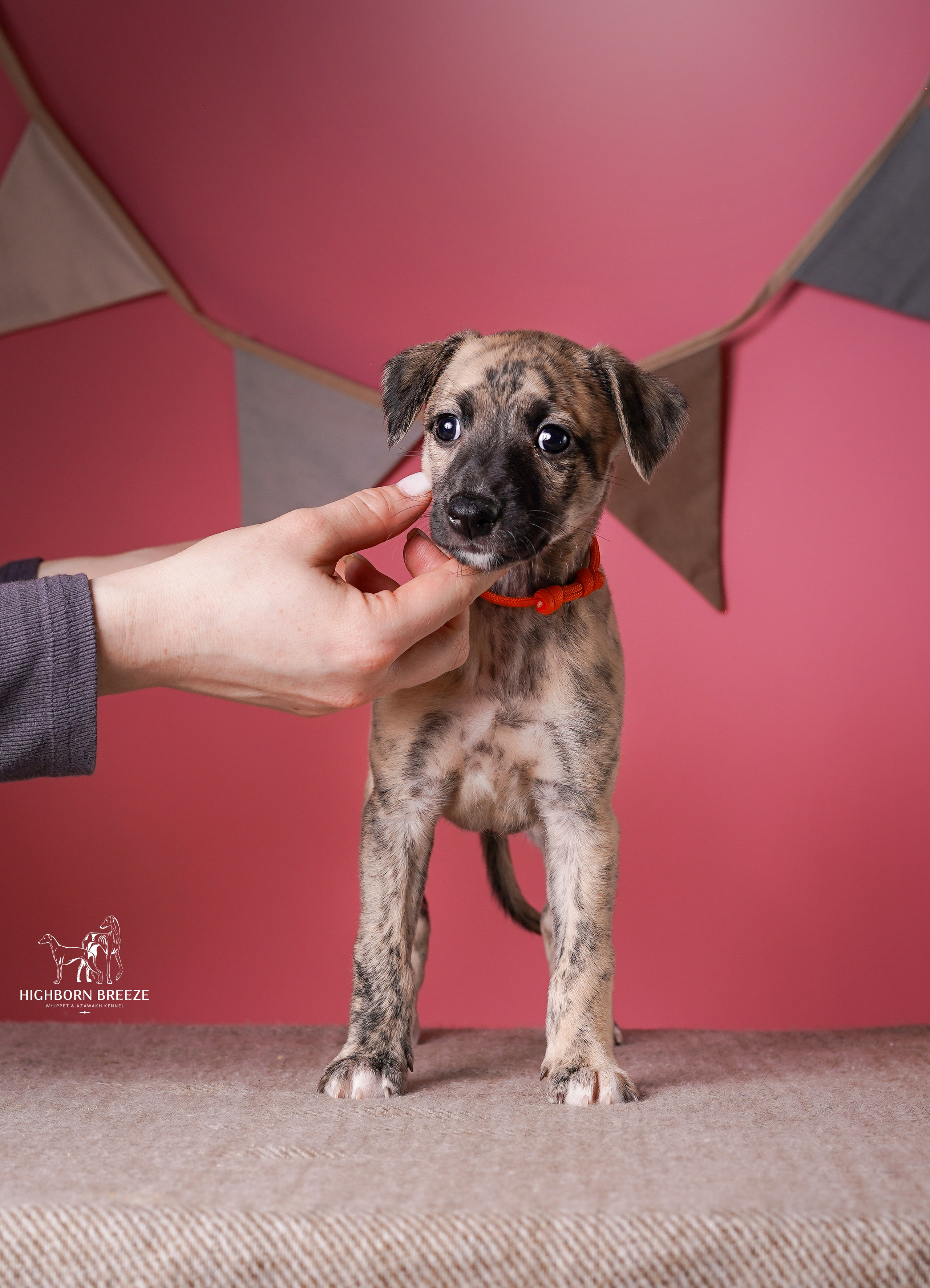 Щенки уиппета. Фотограф-анималист в Санкт-Петербурге Яна Мартынова