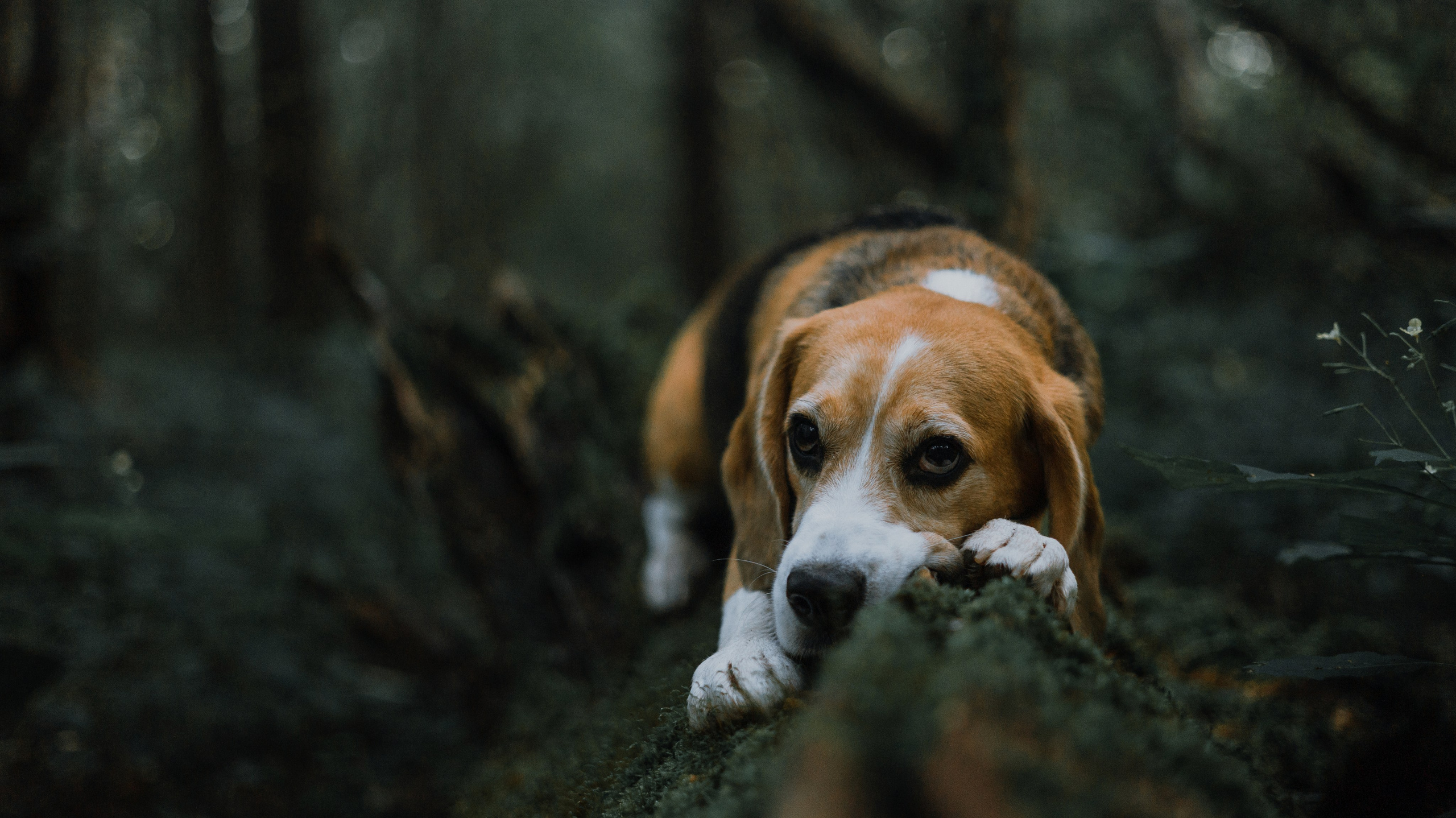 Лиза и Сара. Фотограф-анималист Богданова Полина