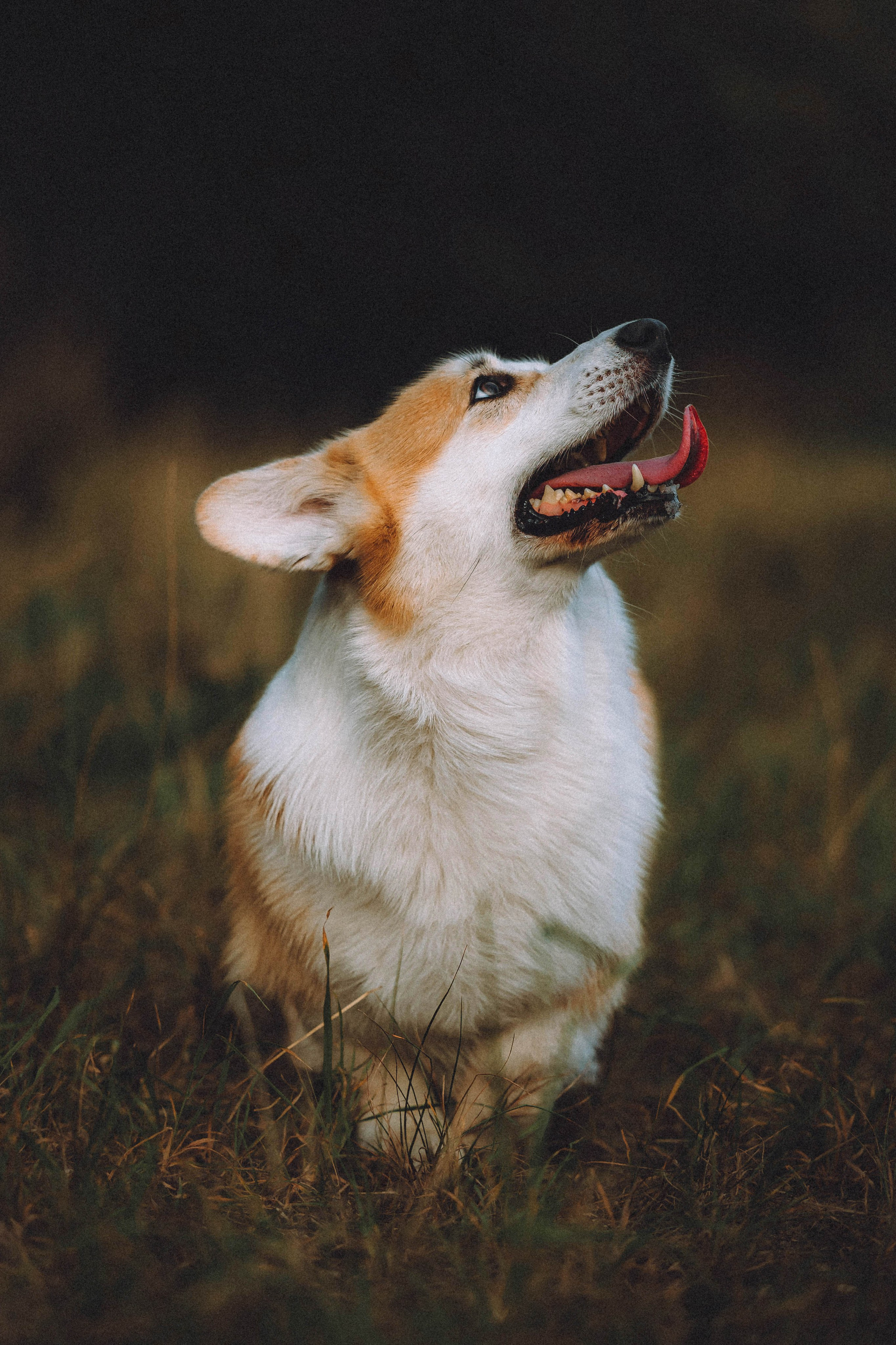 Арчи и его семья