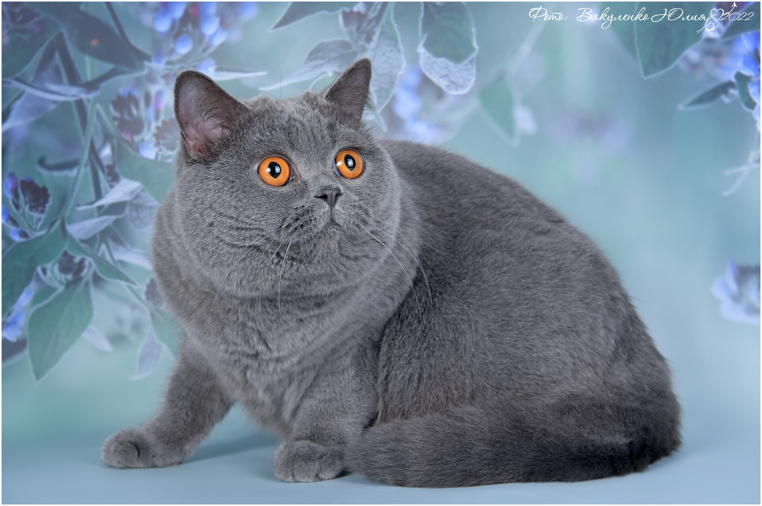 Взрослые. Фотограф анималист | семейный Юлия Вакуленко, г. Краснодар