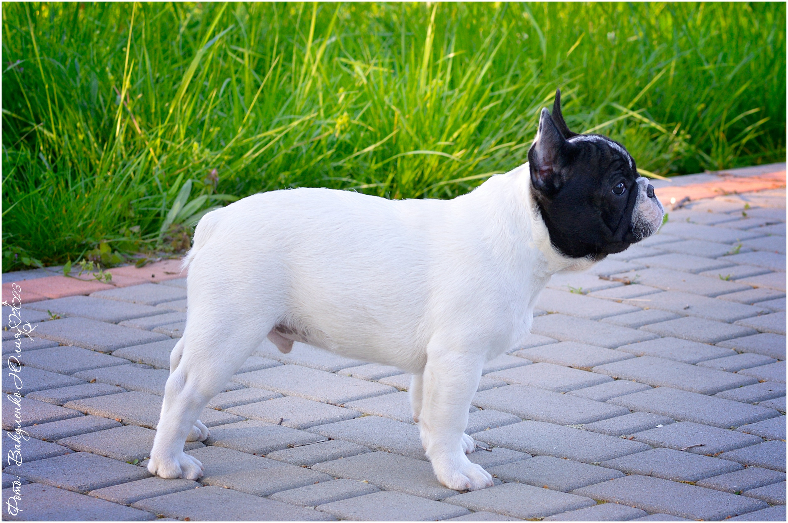 Студийная съемка. Фотограф анималист | семейный Юлия Вакуленко, г. Краснодар