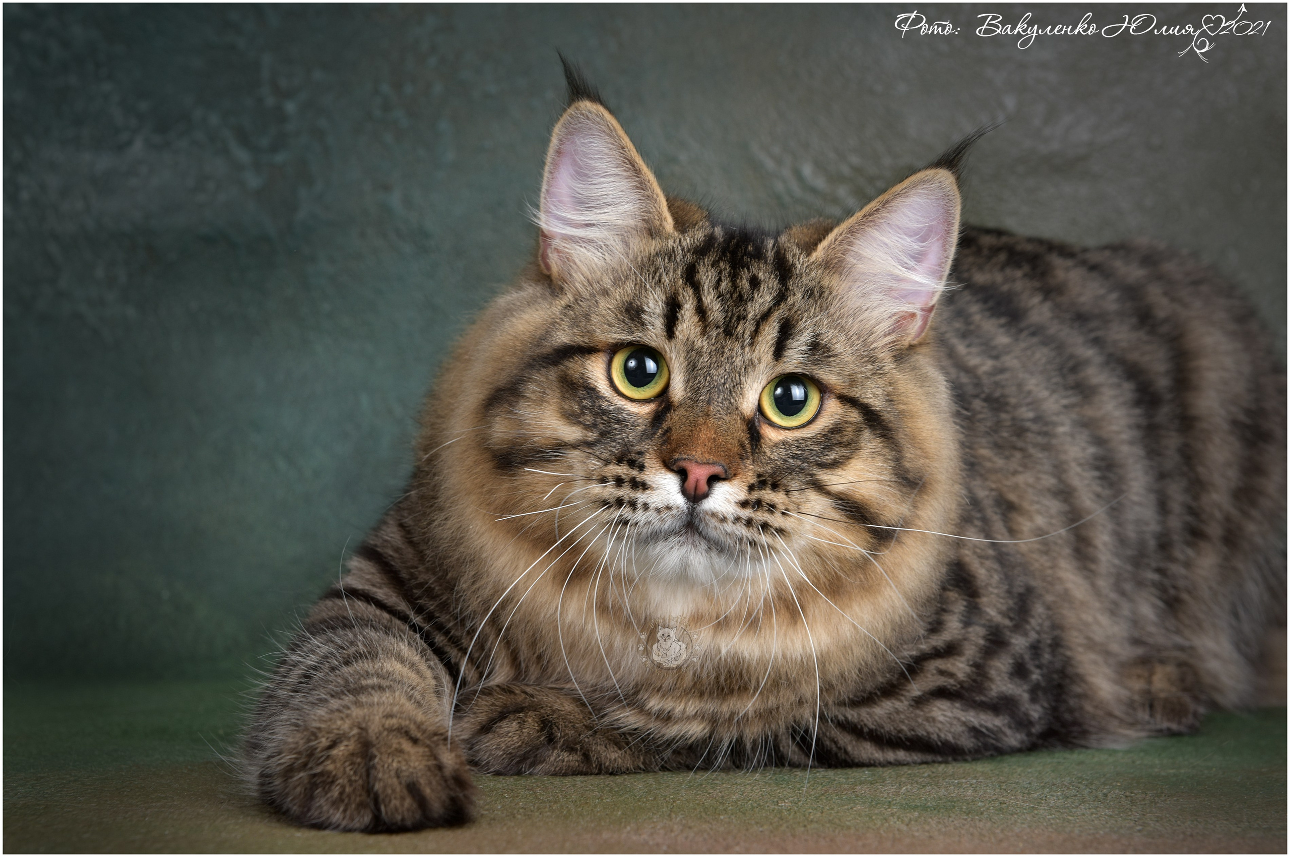 Взрослые. Фотограф анималист | семейный Юлия Вакуленко, г. Краснодар