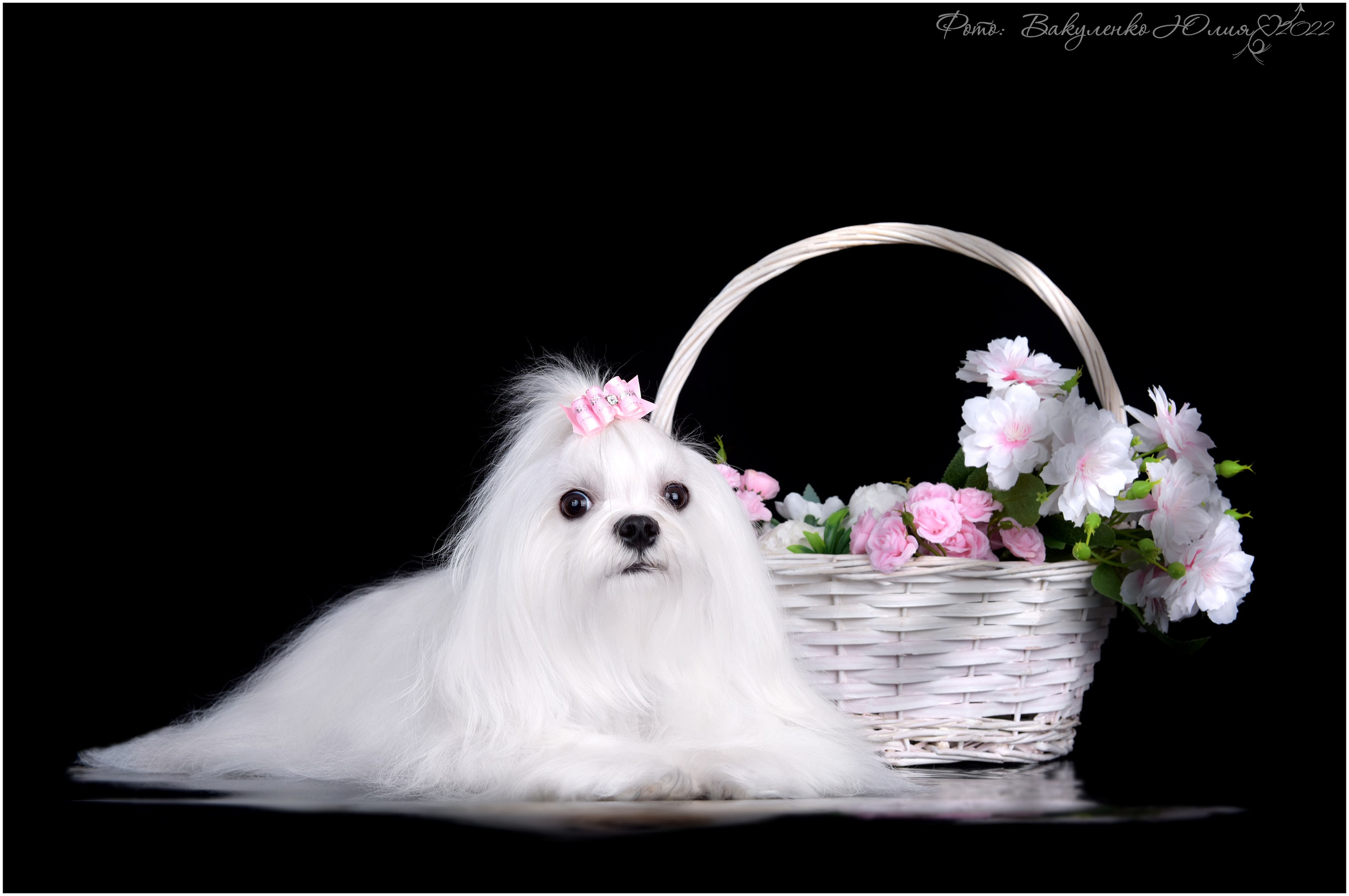 Студийная съемка. Фотограф анималист | семейный Юлия Вакуленко, г. Краснодар