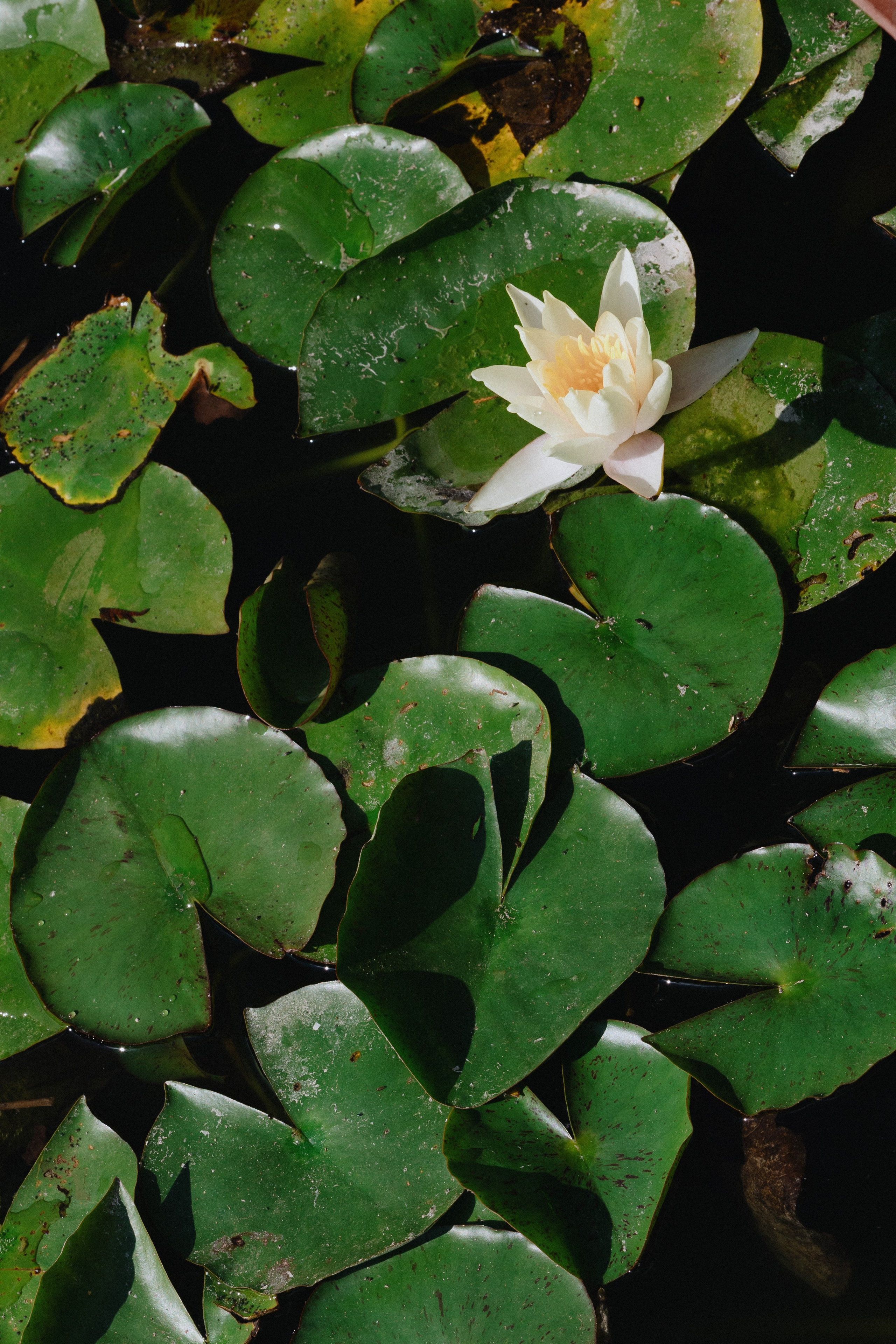 Виталий и Дарья. Свадебный фотограф Воронеж Россошь Александра Веселова