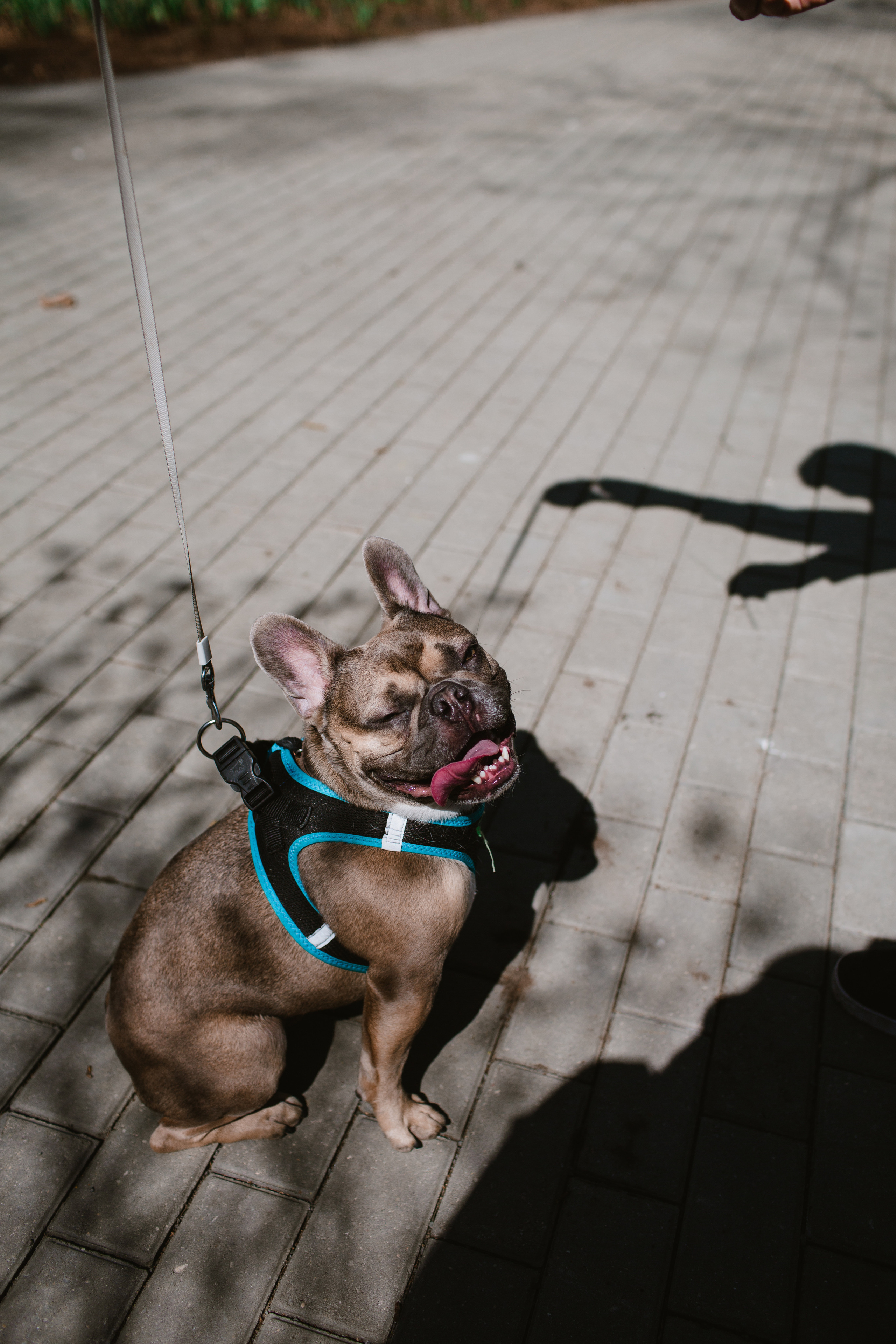 Nastya&Mitya&Baton. Фотограф и видеограф Мария Банщикова, Солнечногорск, Москва