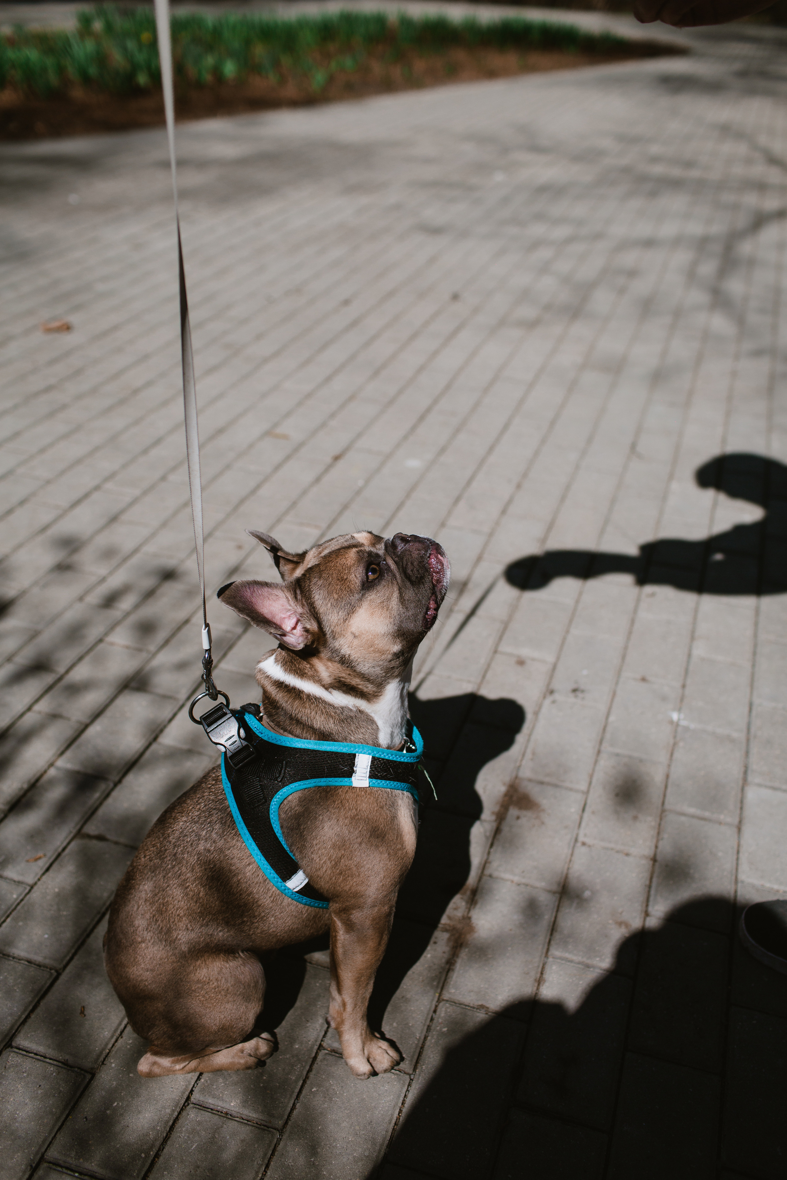 Nastya&Mitya&Baton. Фотограф и видеограф Мария Банщикова, Солнечногорск, Москва