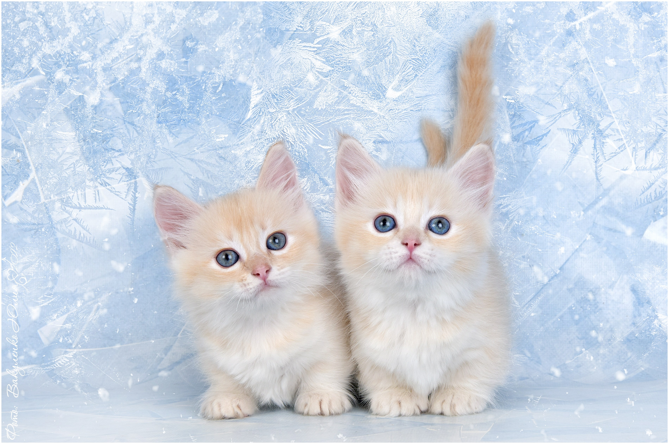 Котята. Фотограф анималист | семейный Юлия Вакуленко, г. Краснодар