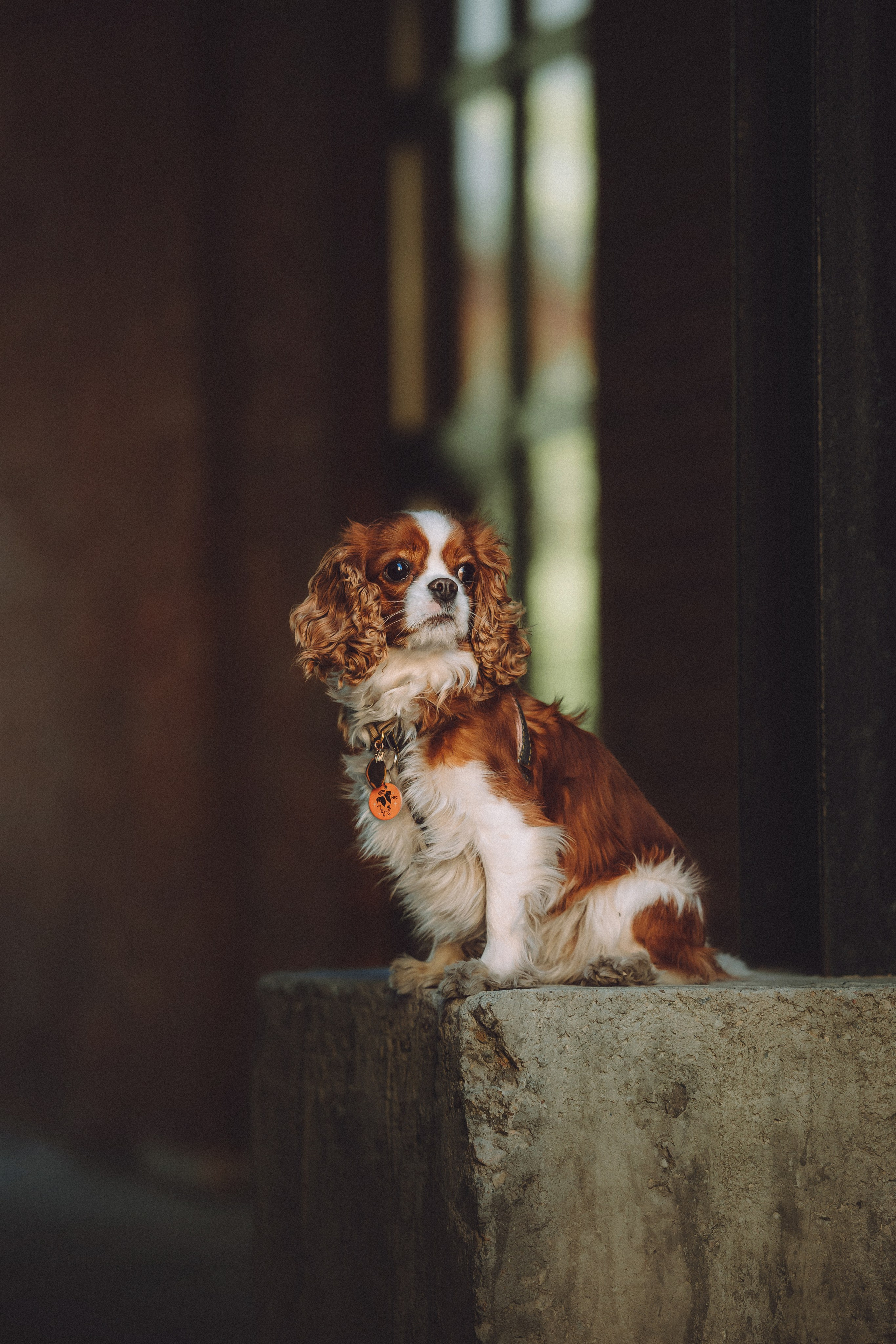 Ириска и ее семья