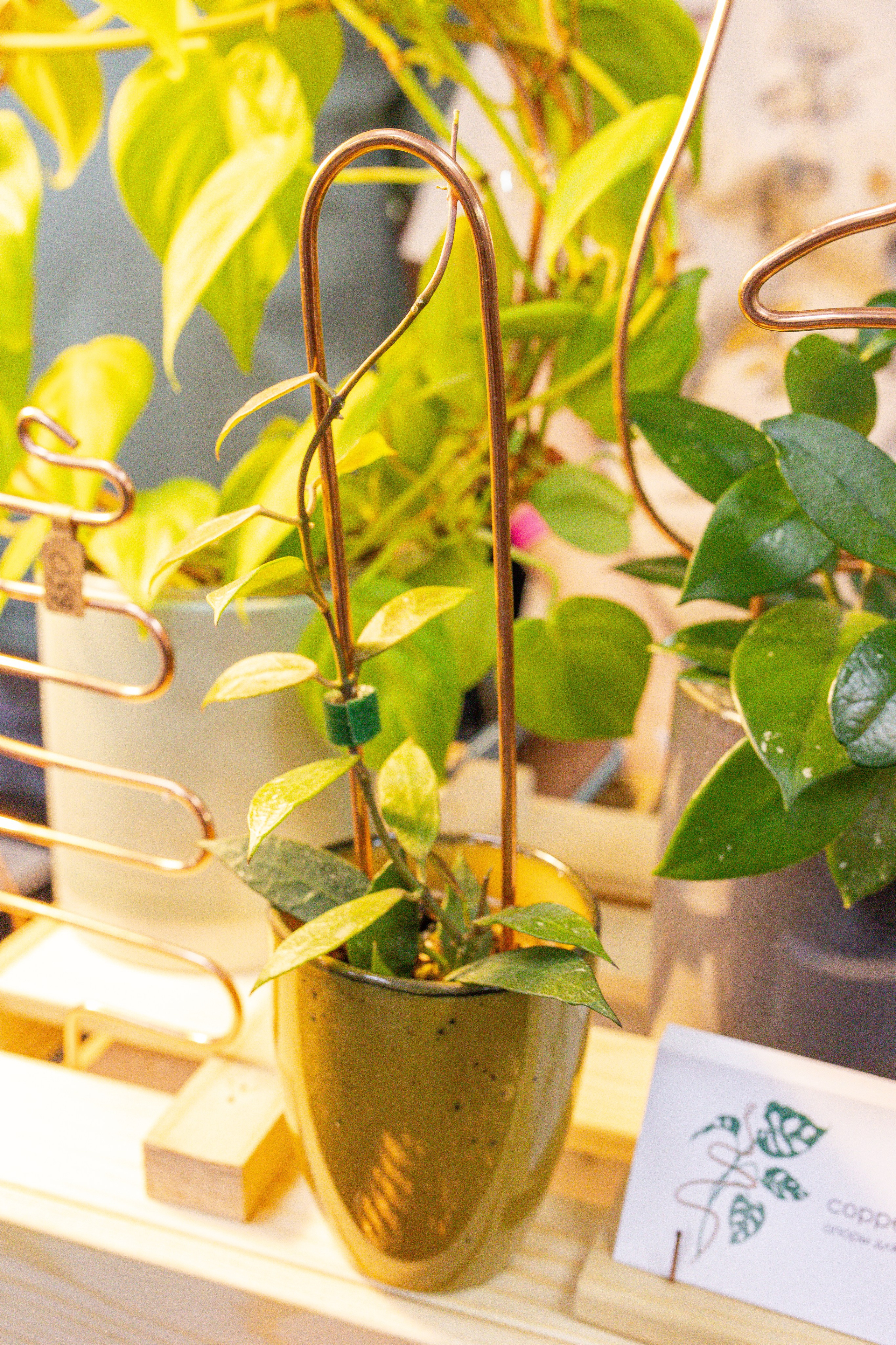 Монстериум апрель 2025. Александра Куликова фотограф, Москва