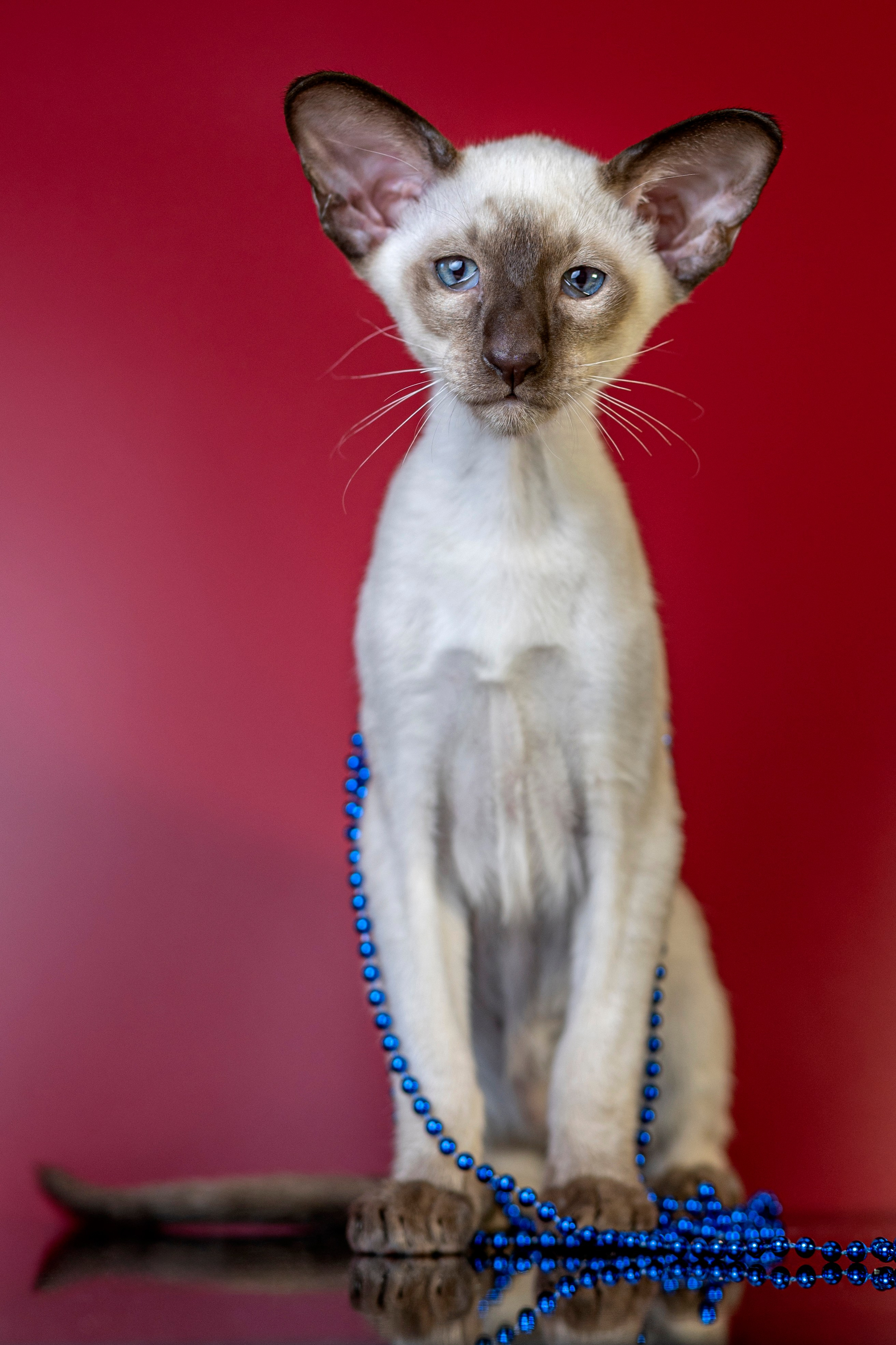 Божественные Ориенталы. Фотограф анималист в Санкт-Петербурге Таша Крейв