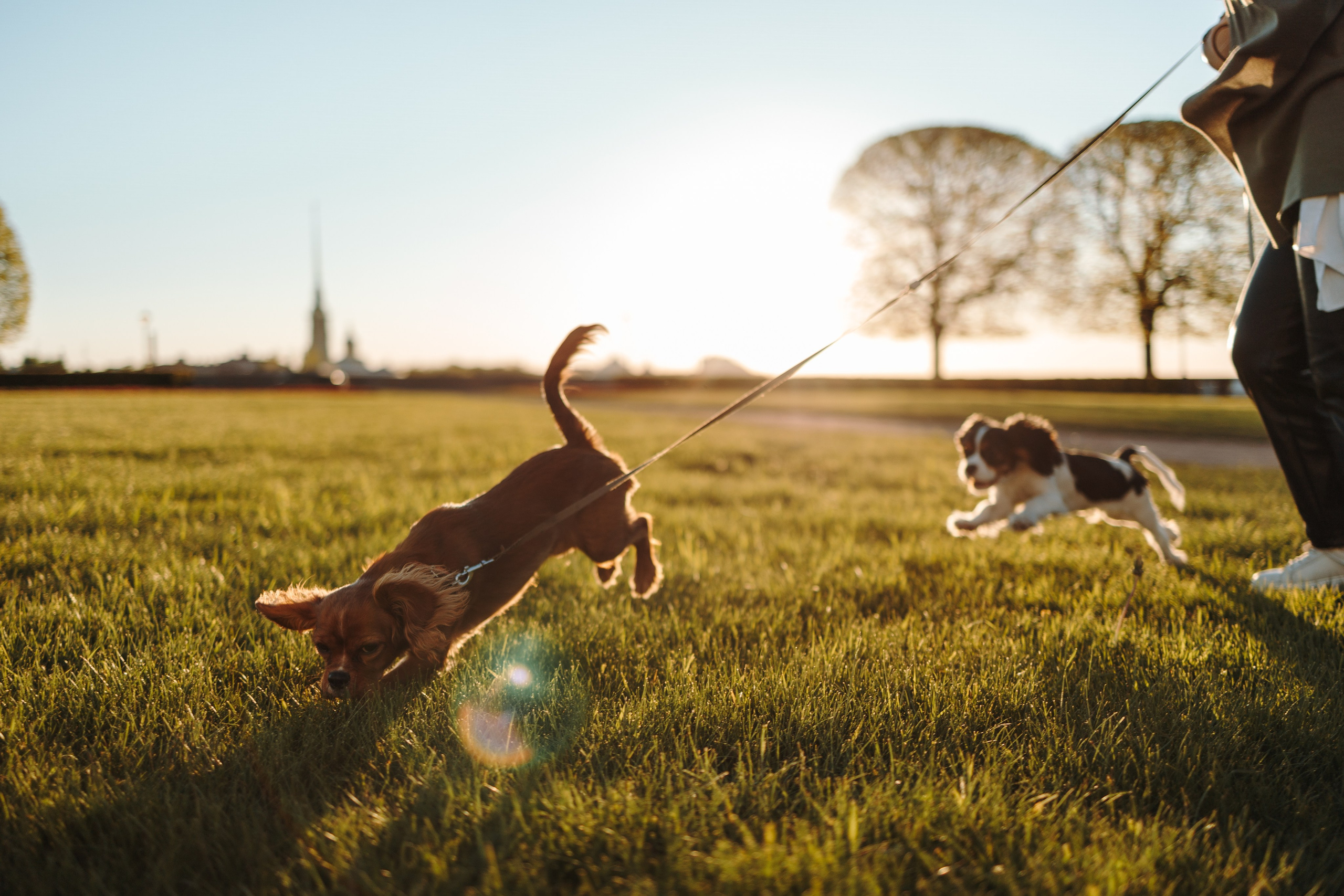 Аня, Стеша и Степан. Фотограф — Анималист | Санкт-Петербург