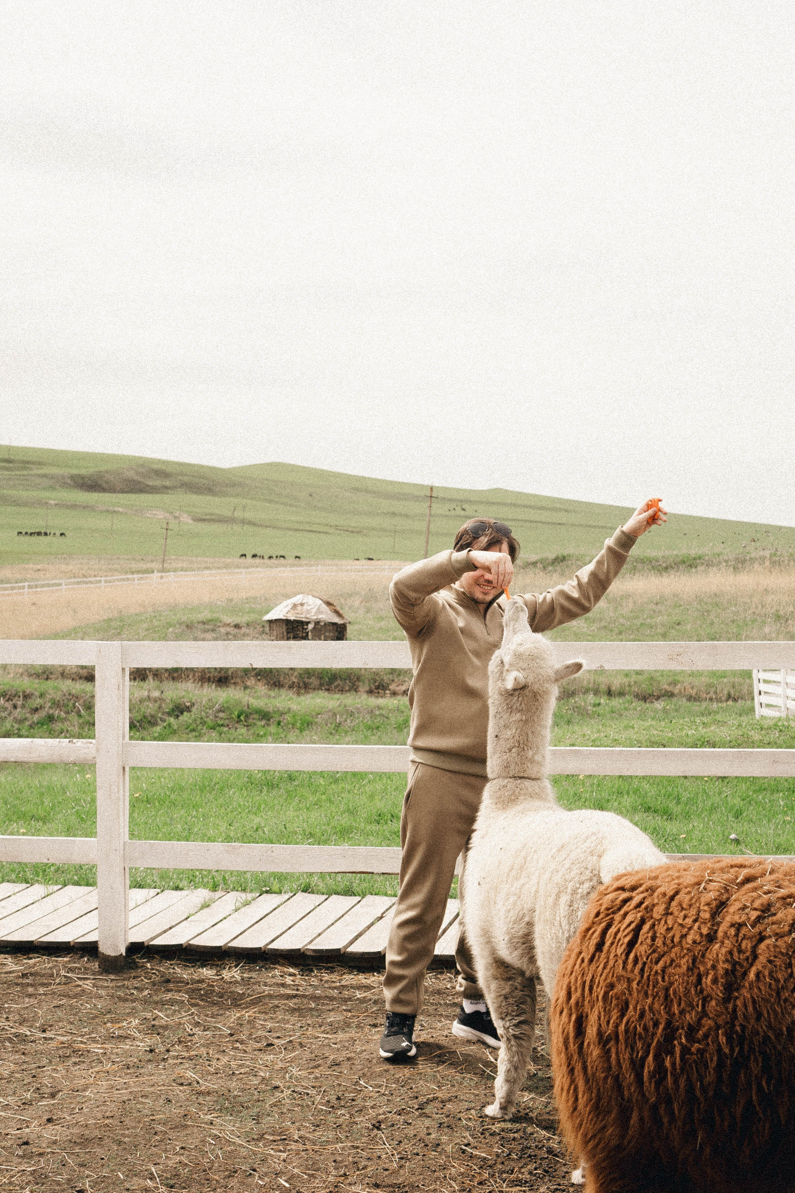 Ферма Альпак. Профессиональный фотограф, Санкт-Петербург — Виктория Богомолова