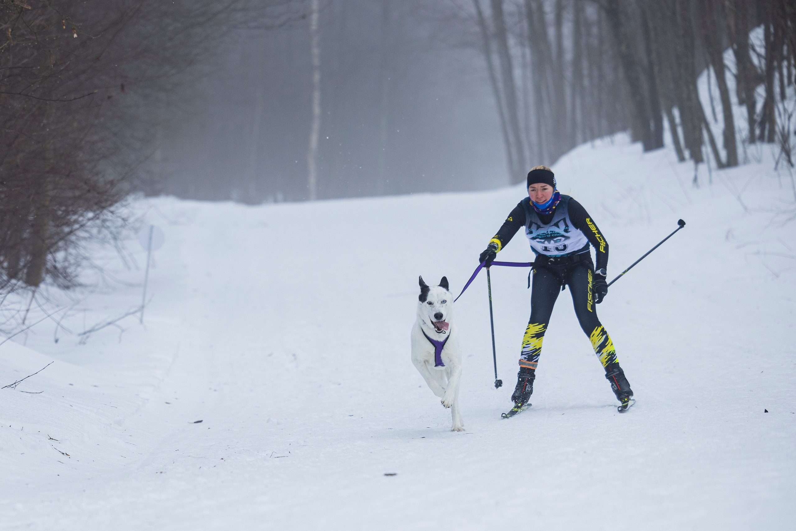 Зимний Чемпионат Санкт-Петербурга по ездовому спорту. Фотограф-анималист Анна Маринич