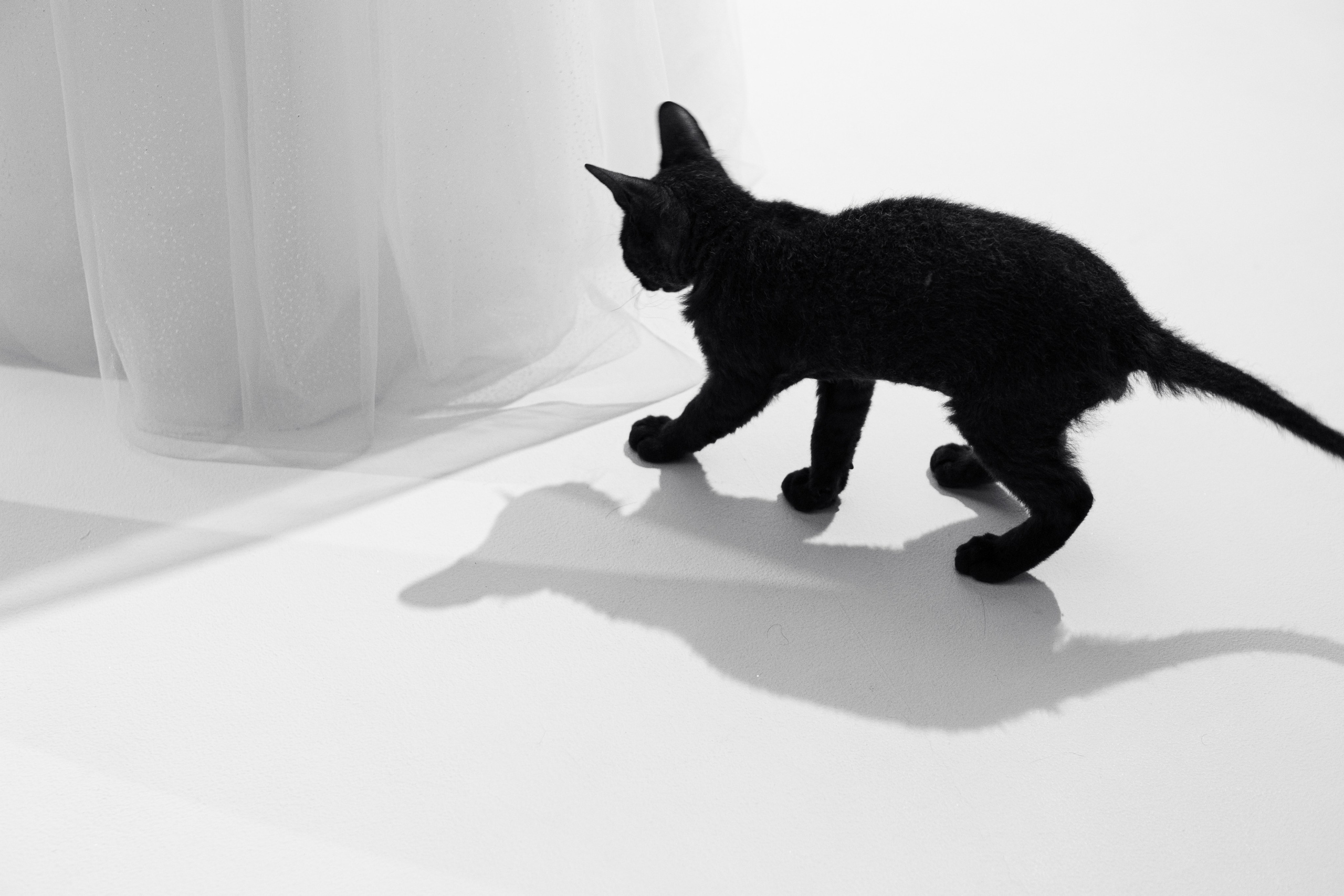 Алина и Анатолий. Портретный и свадебный фотограф Айгюн в городе Йошкар-Ола