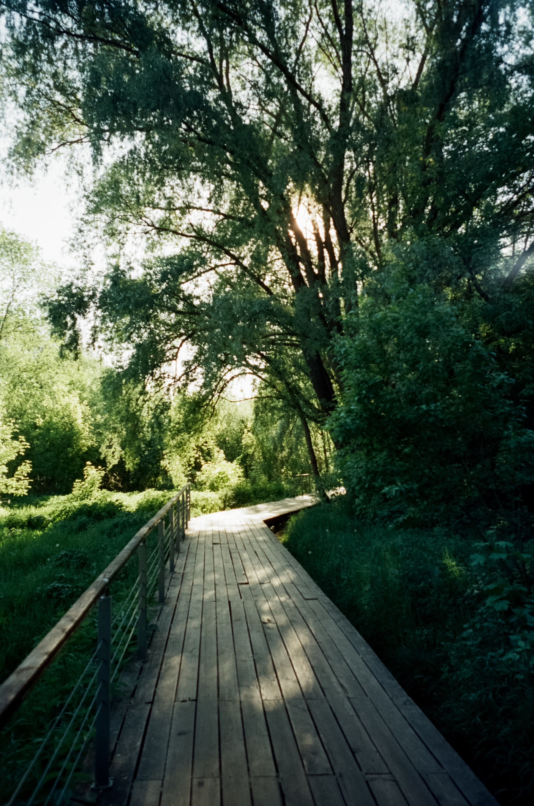 Ricoh GR10 / SFL 250D / Тестовая пленка у речки в Строгино